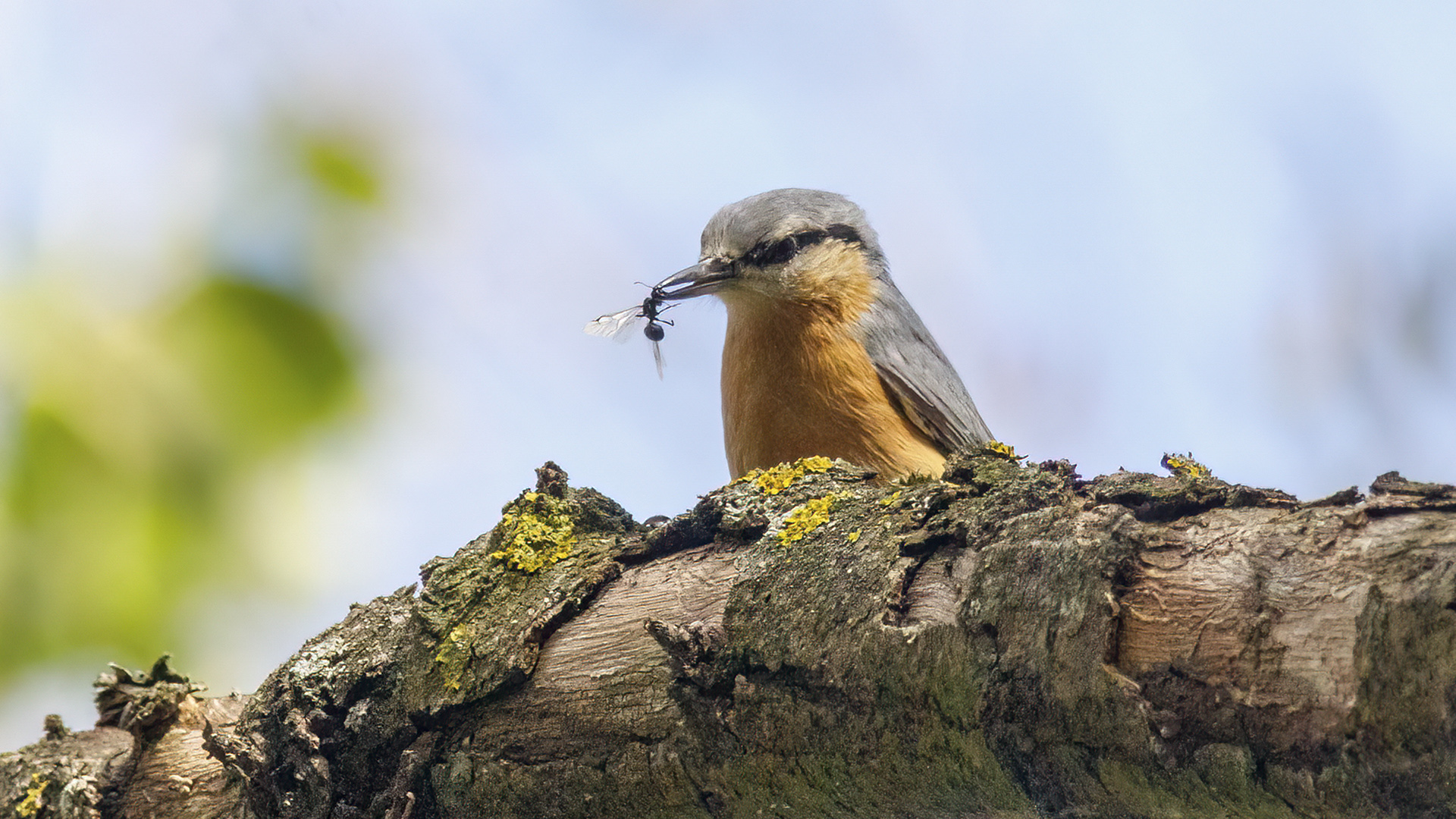 Sıvacı » Eurasian Nuthatch » Sitta europaea