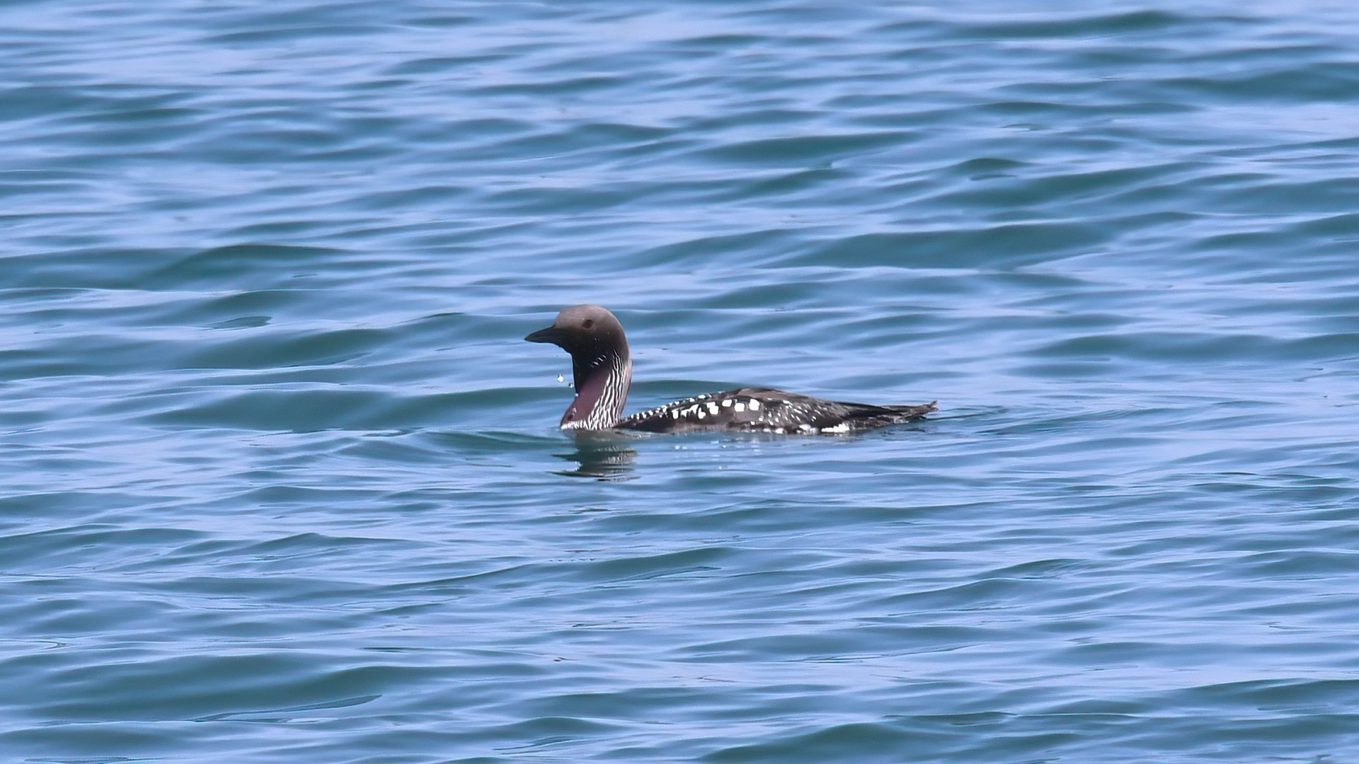 Karagerdanlı dalgıç
