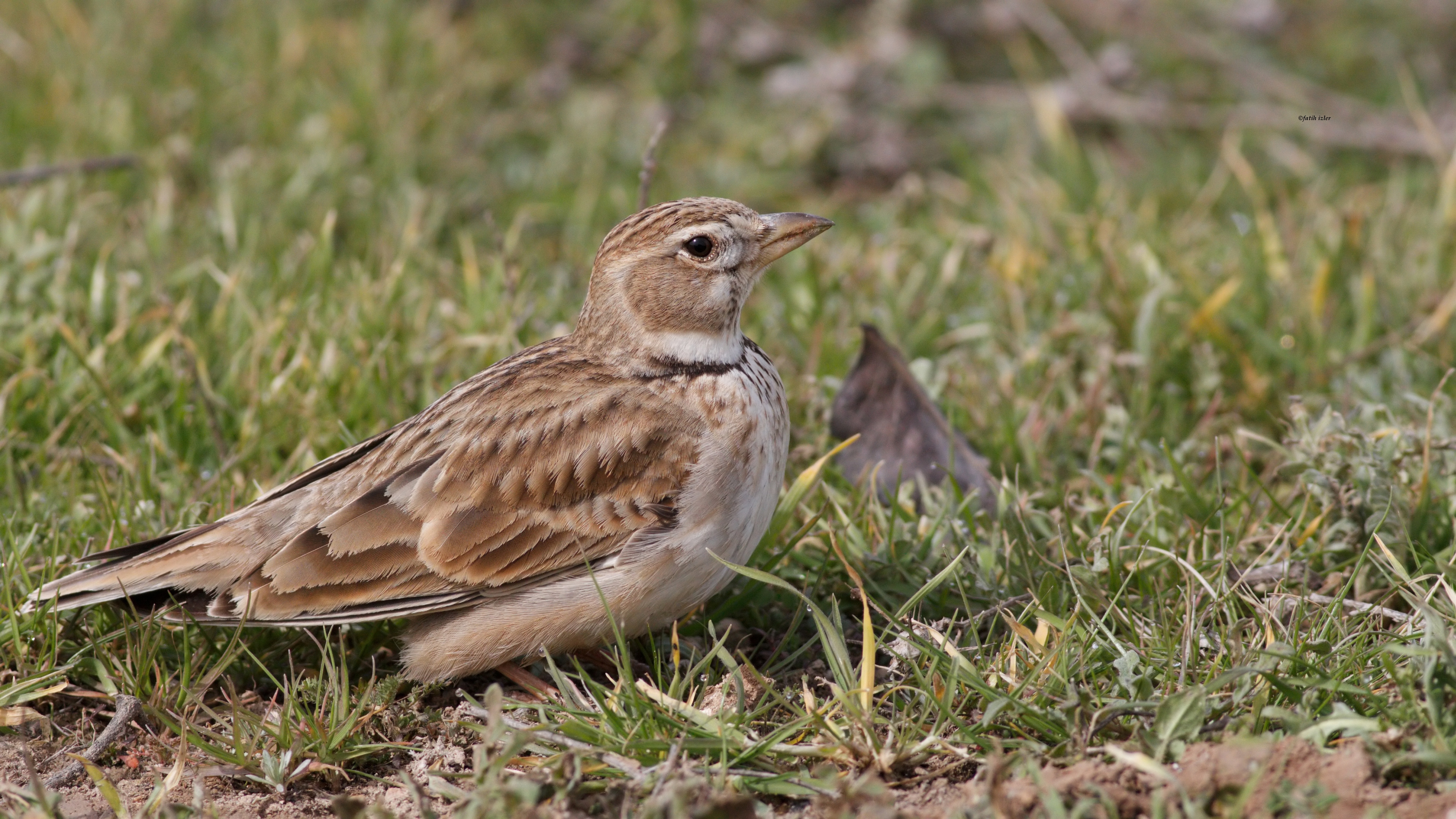 Boğmaklı toygar