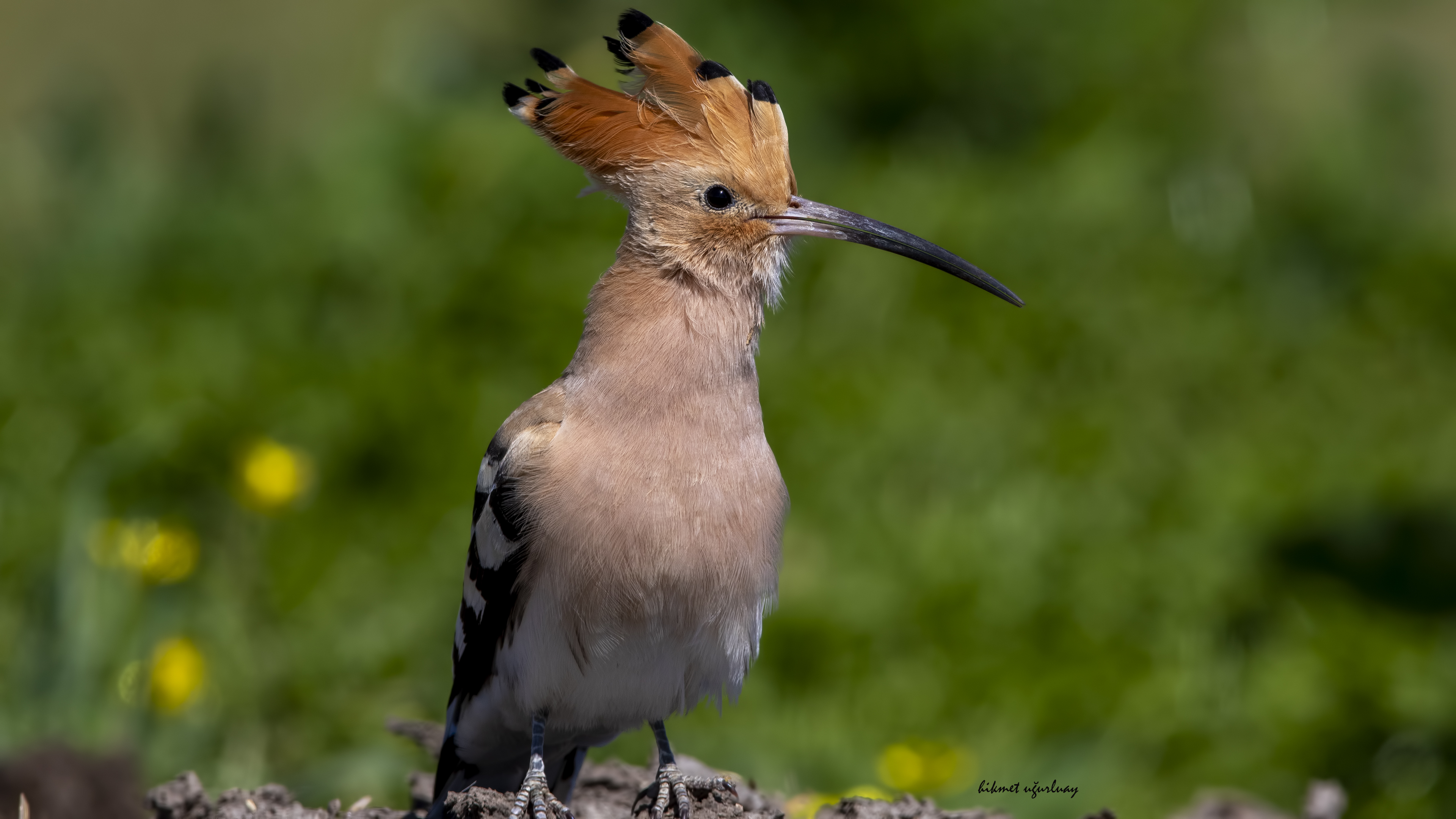 İbibik » Eurasian Hoopoe » Upupa epops