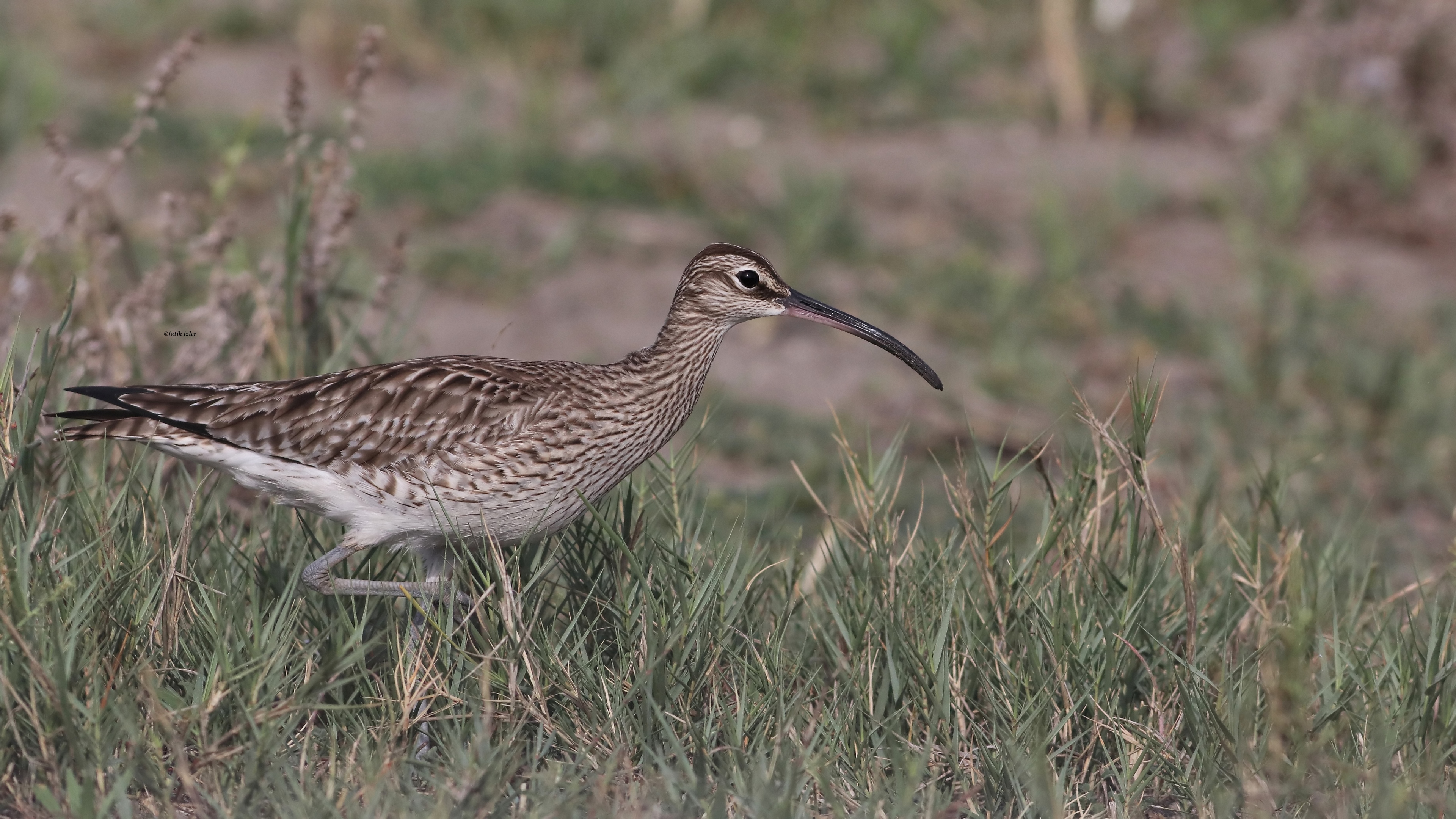 Eurasian Whimbrel
