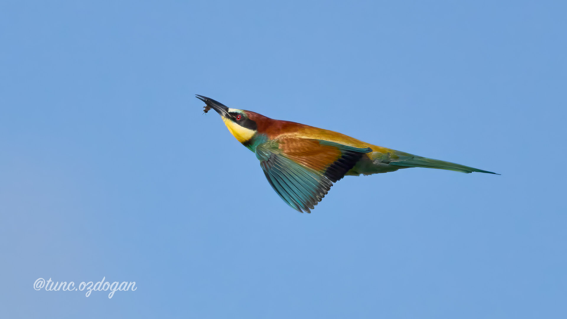 Arıkuşu » European Bee-eater » Merops apiaster