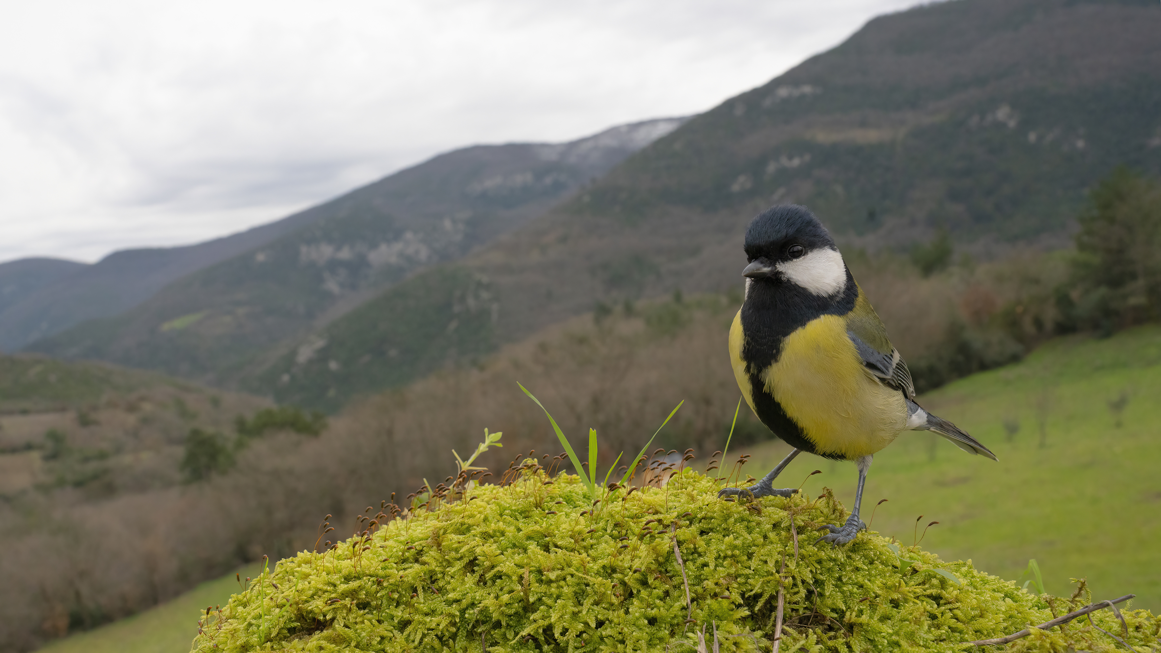 Büyük baştankara » Great Tit » Parus major
