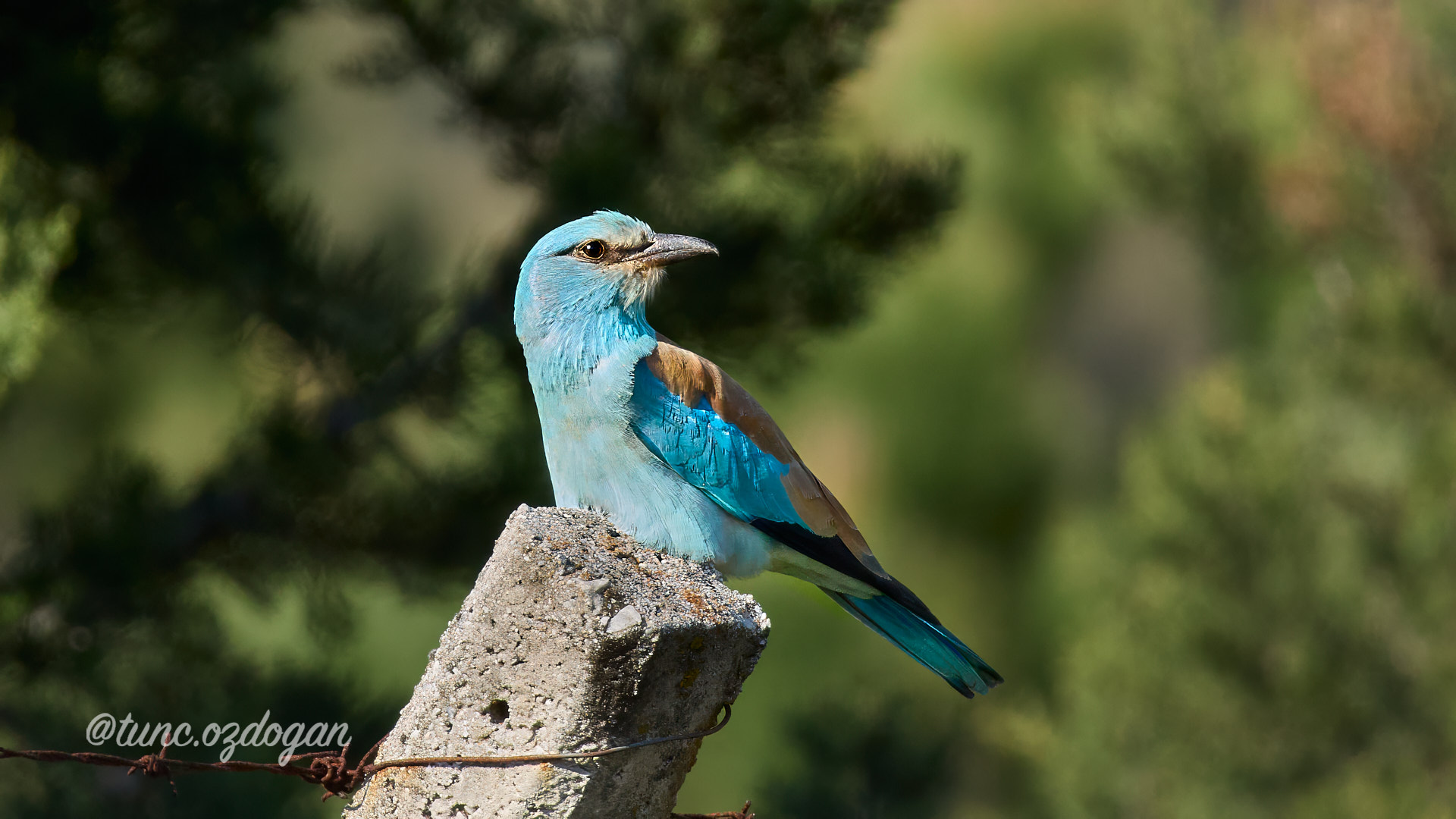 Gökkuzgun » European Roller » Coracias garrulus