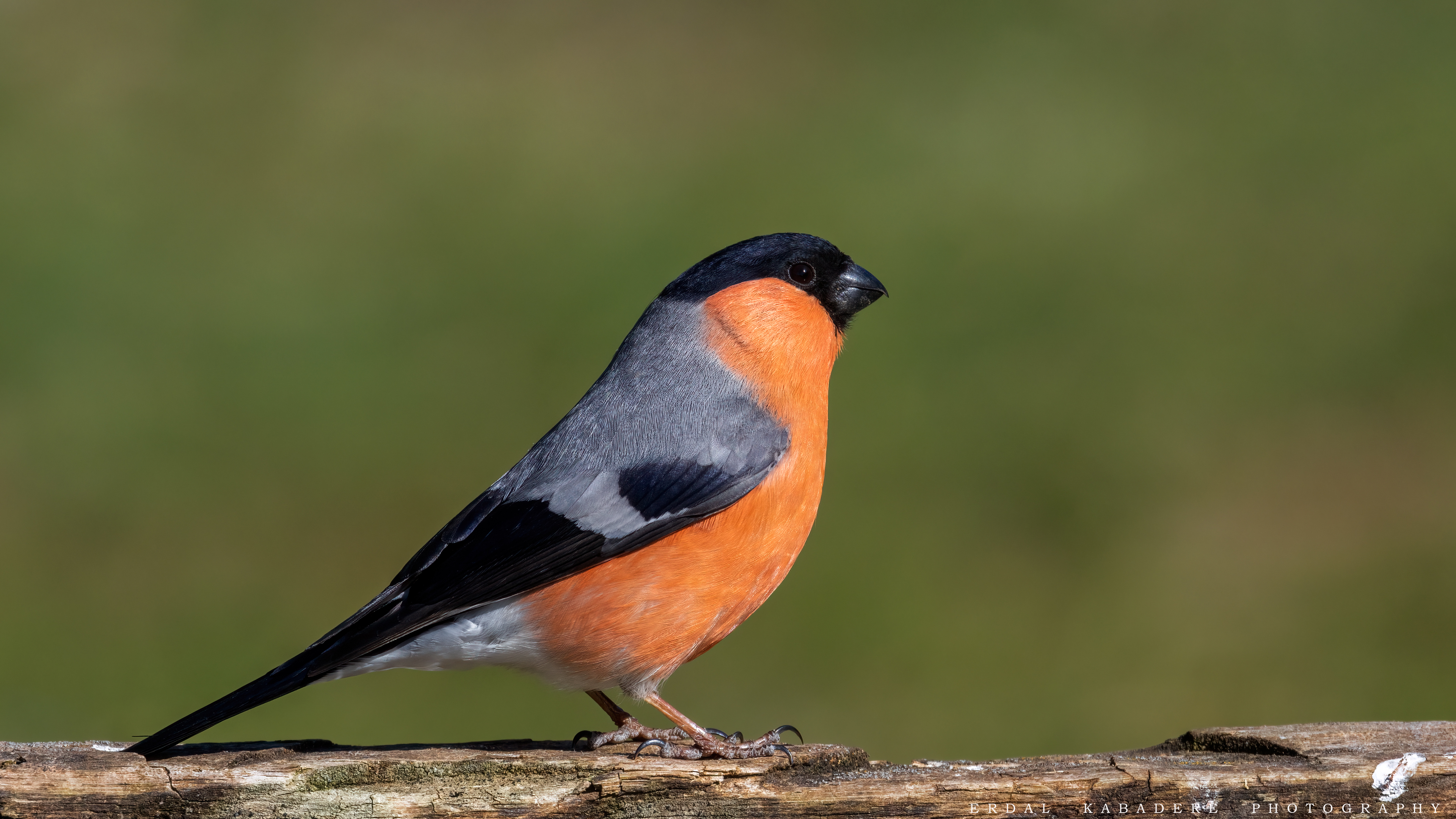 Şakrak » Eurasian Bullfinch » Pyrrhula pyrrhula