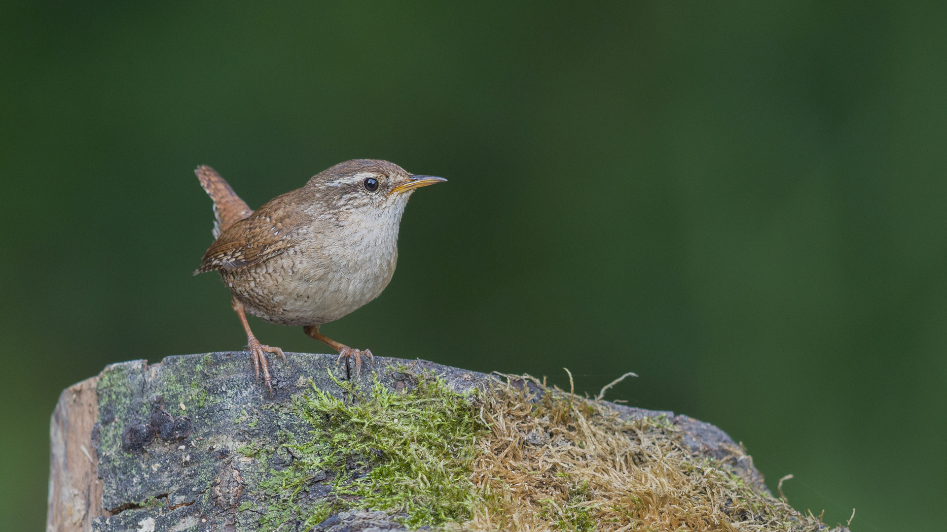 Çitkuşu » Eurasian Wren » Troglodytes troglodytes