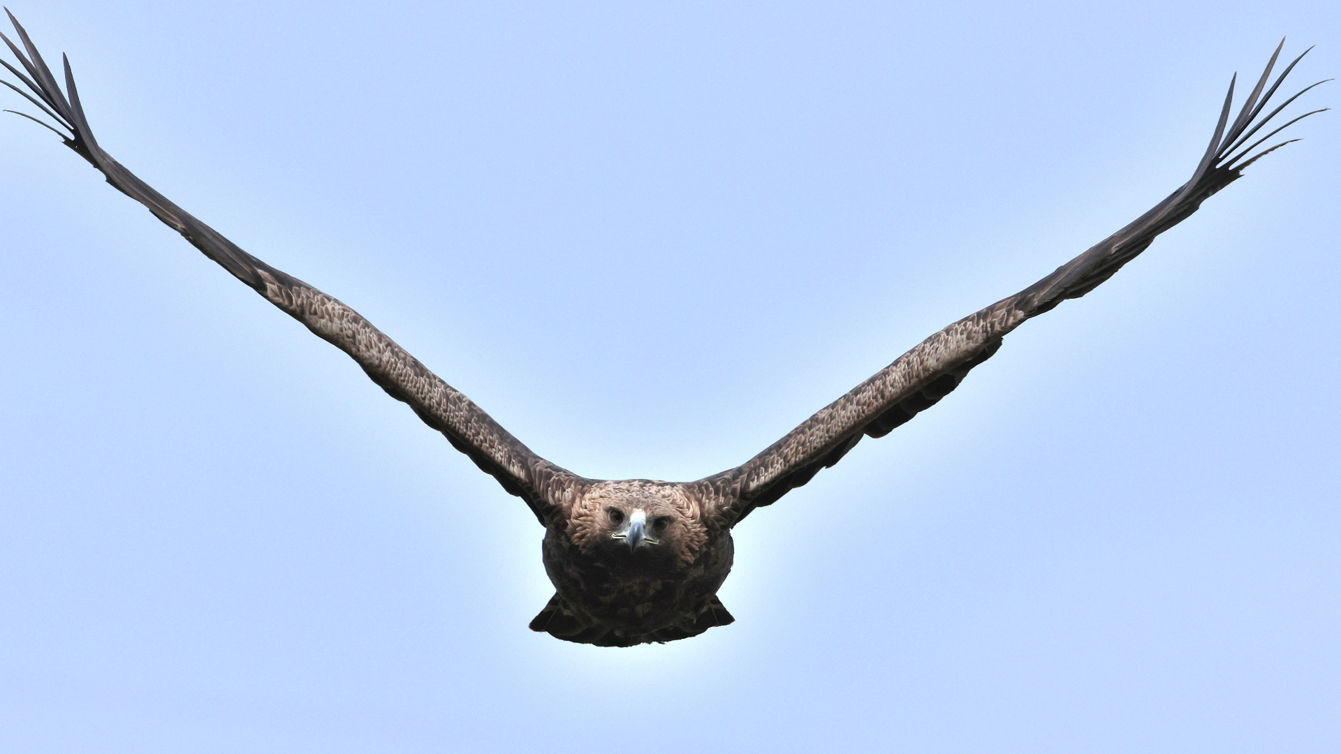 Kaya kartalı