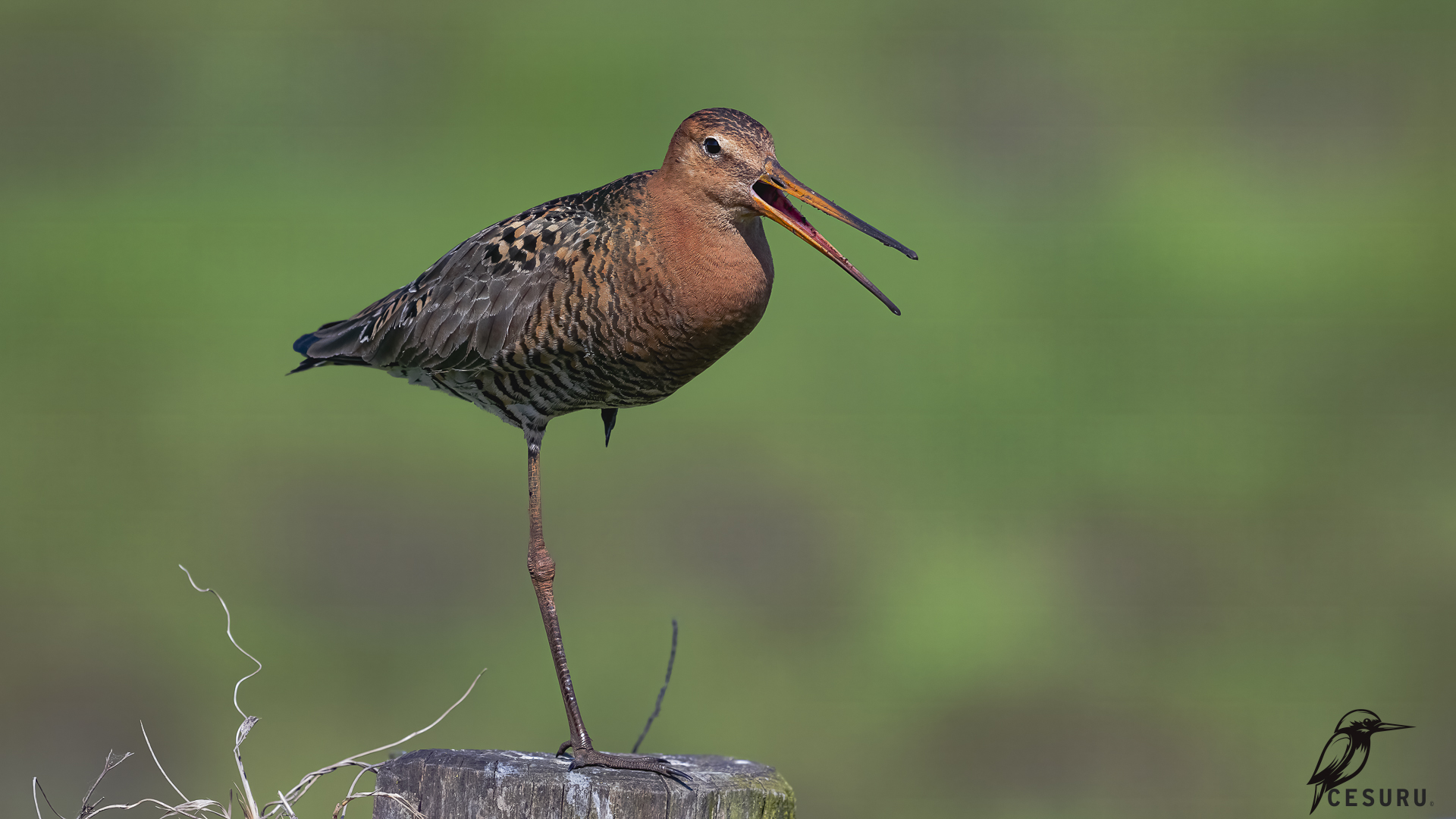 Çamurçulluğu » Black-tailed Godwit » Limosa limosa