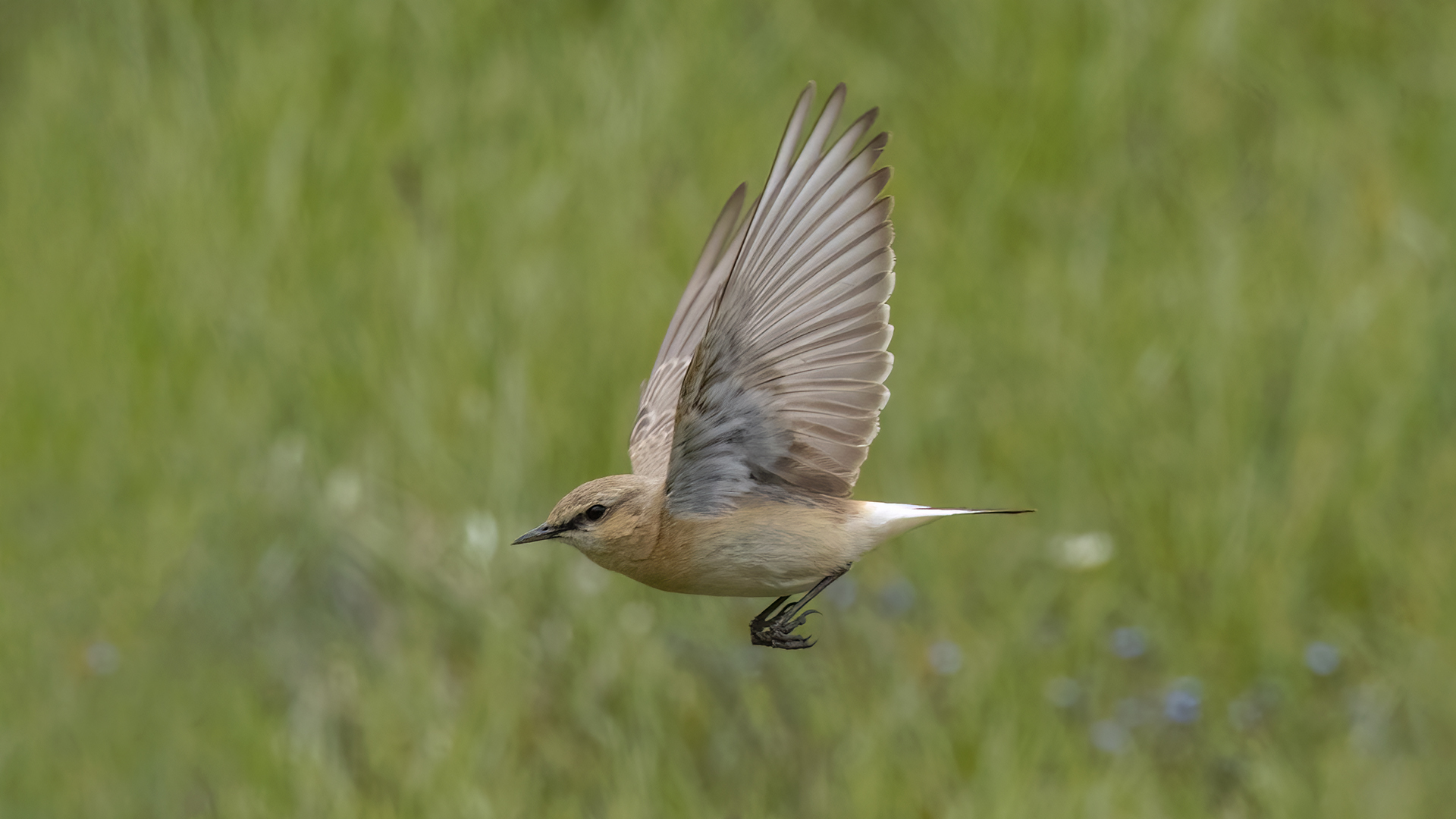Boz kuyrukkakan