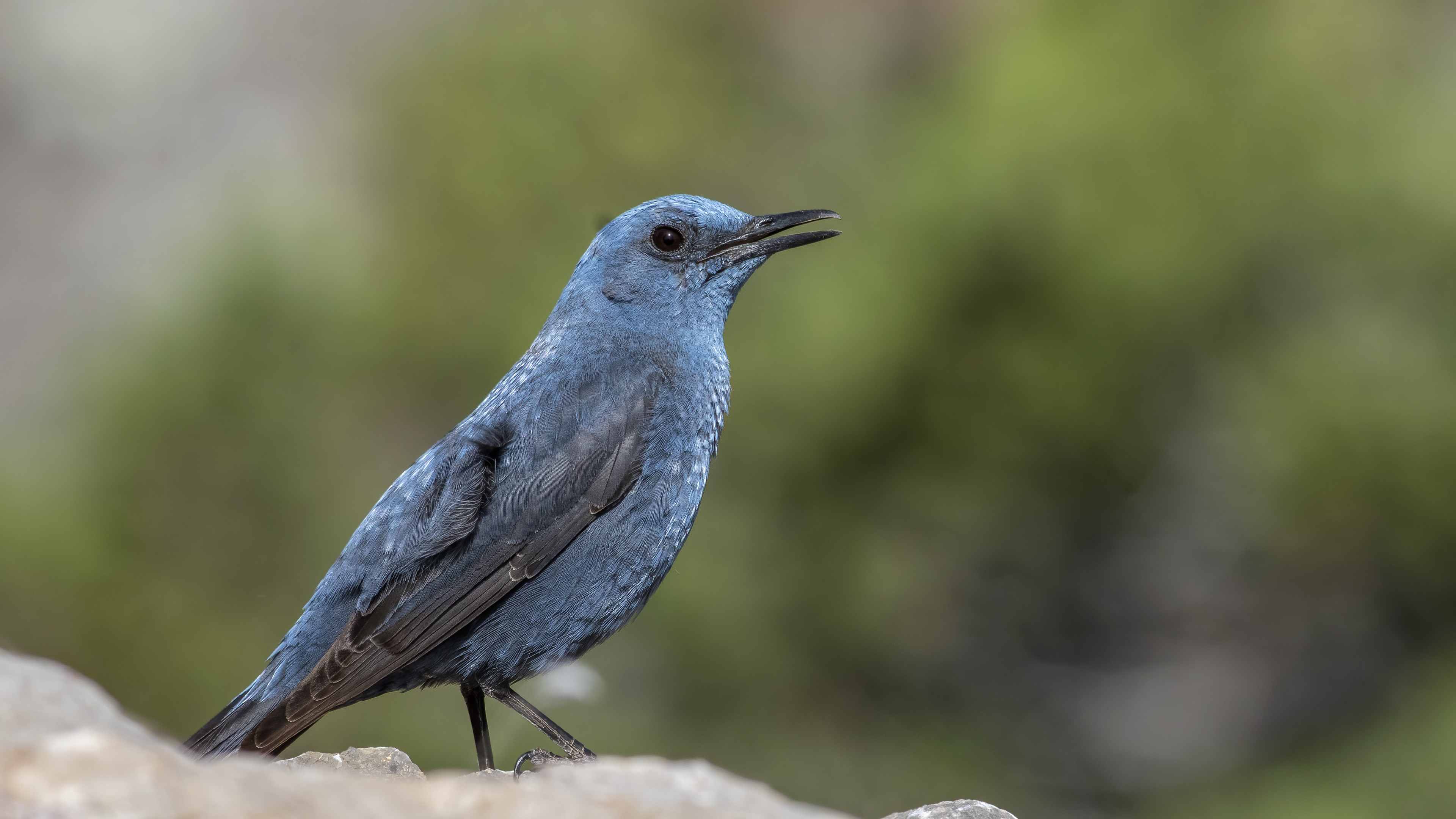 Gökardıç » Blue Rock Thrush » Monticola solitarius