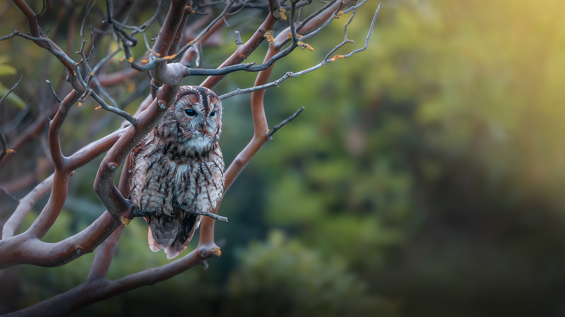 Alaca baykuş » Tawny Owl » Strix aluco
