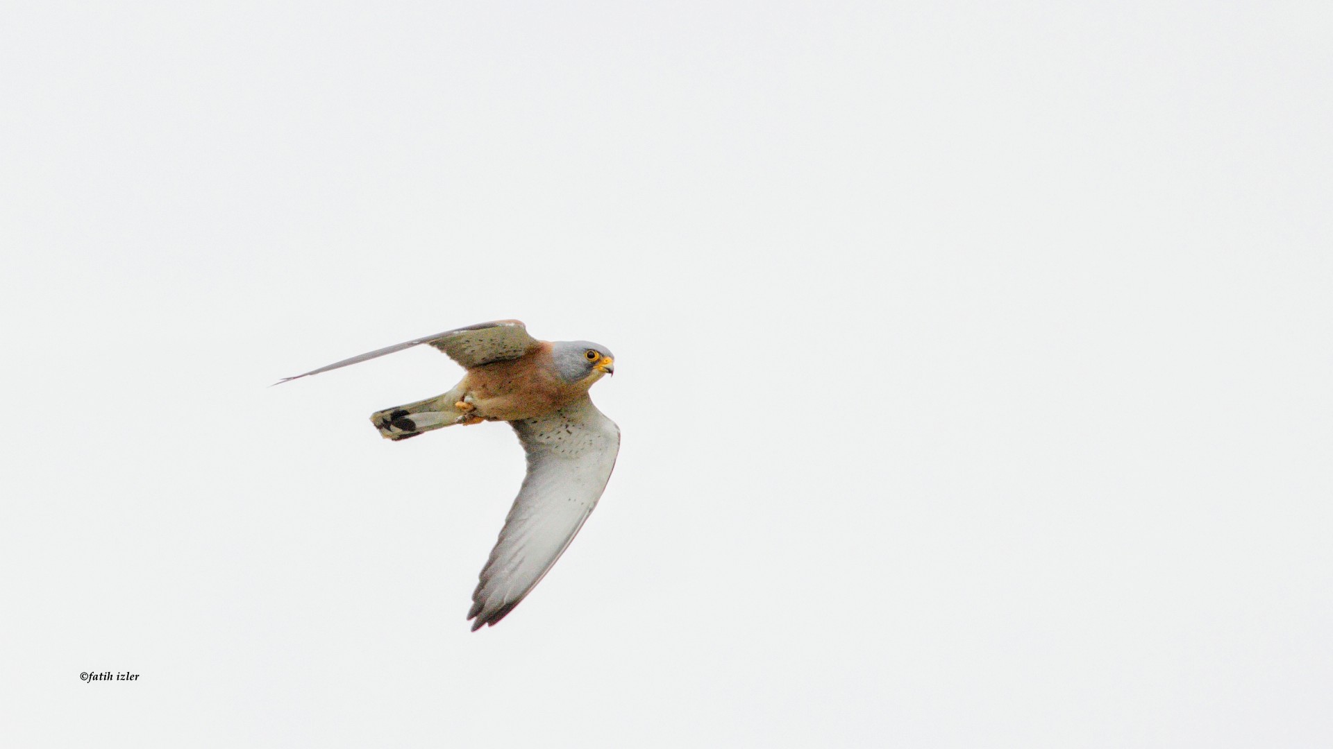 Küçük kerkenez
