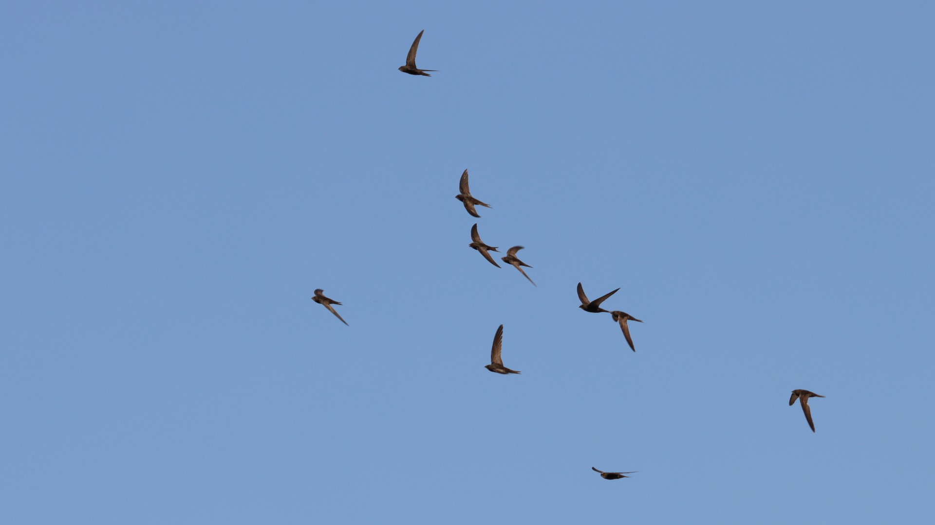 Ebabil » Common Swift » Apus apus