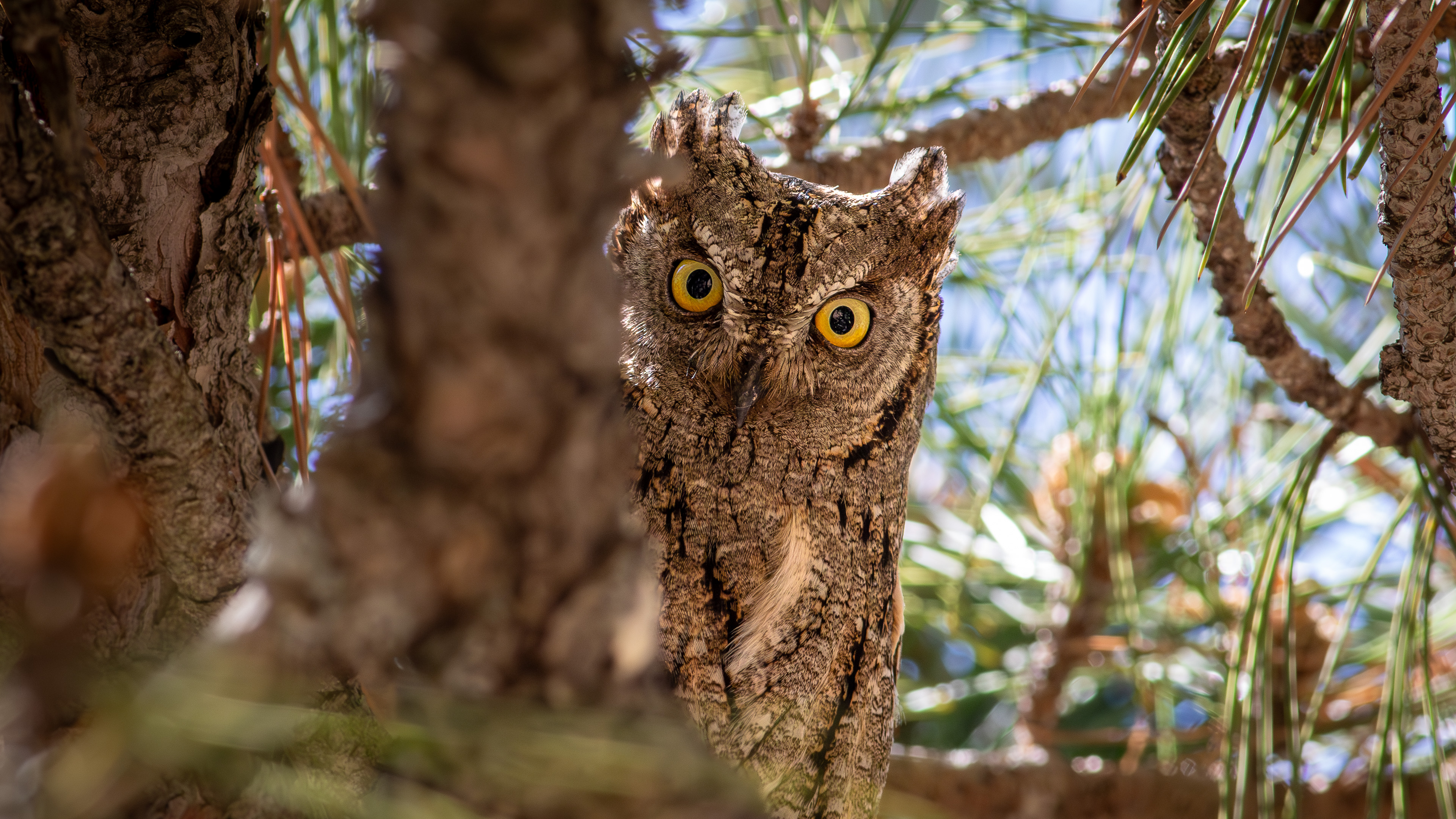 İshakkuşu » Eurasian Scops Owl » Otus scops