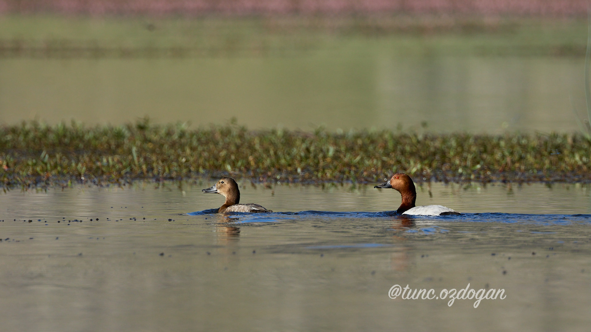 Elmabaş patka » Common Pochard » Aythya ferina