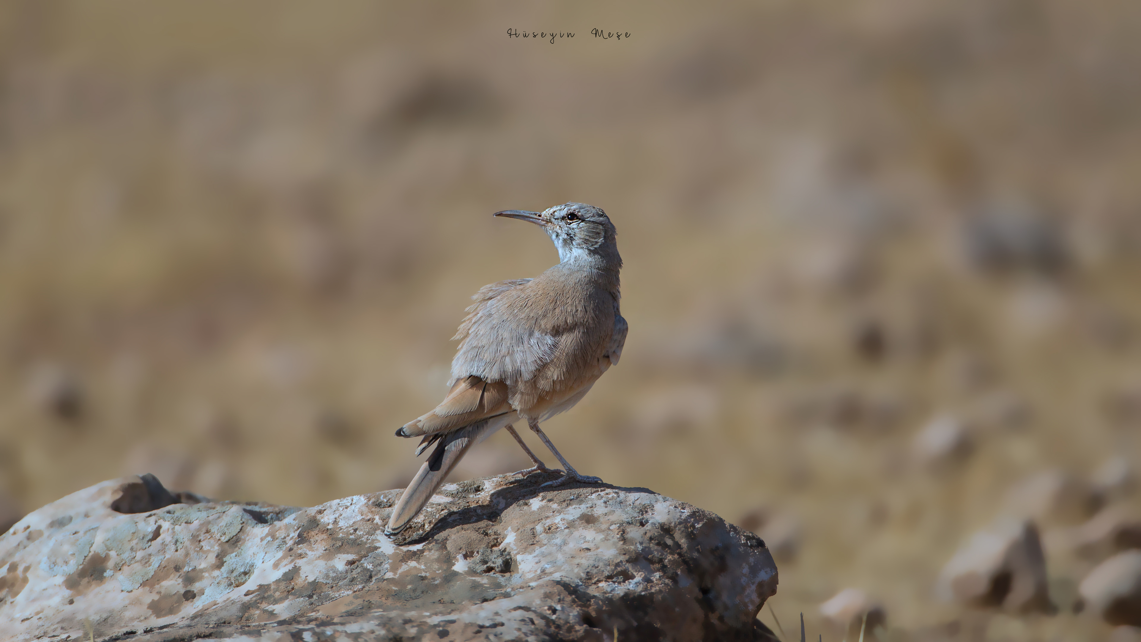 İbibik toygarı » Greater Hoopoe-Lark » Alaemon alaudipes