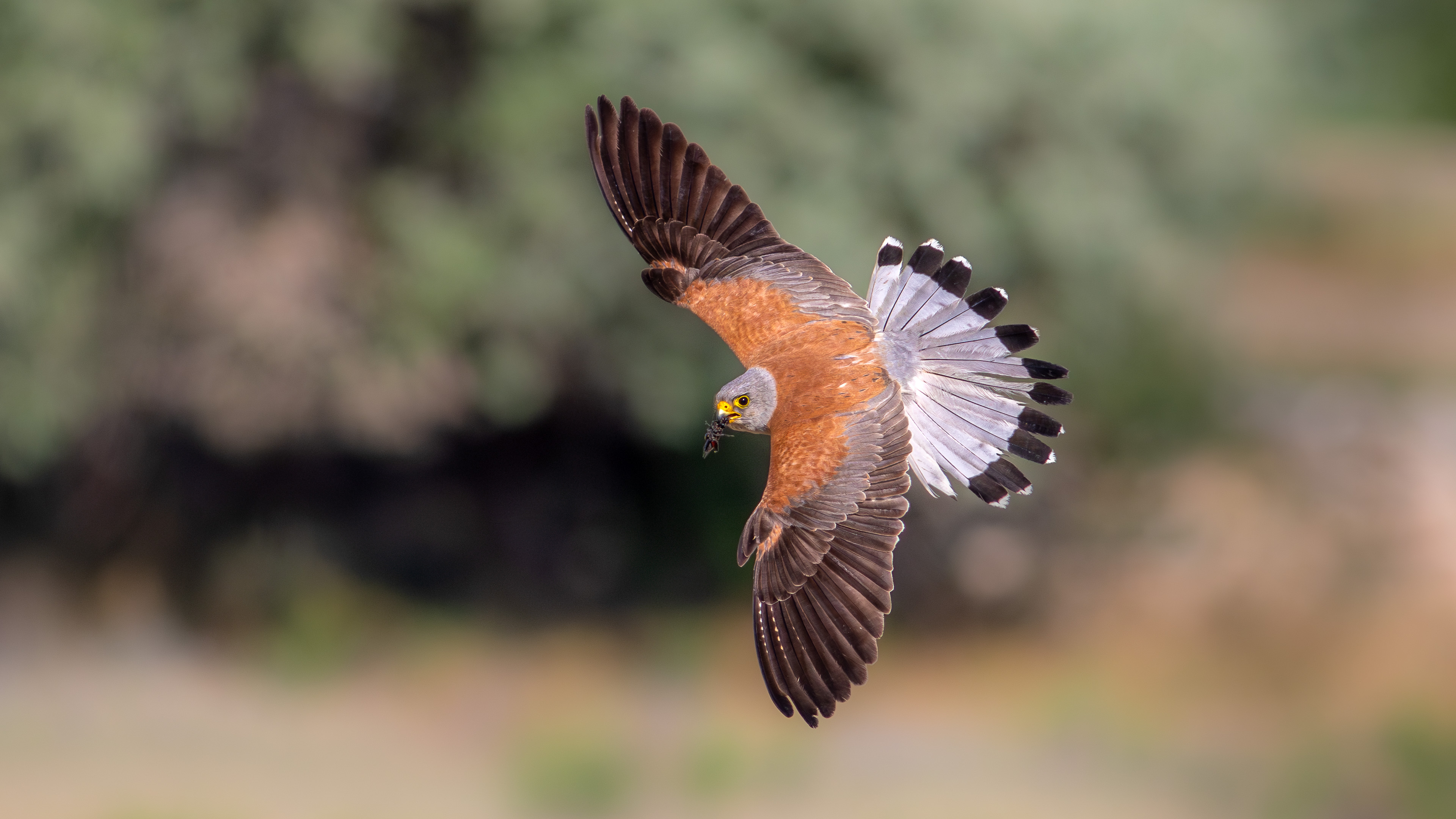 Küçük kerkenez » Lesser Kestrel » Falco naumanni