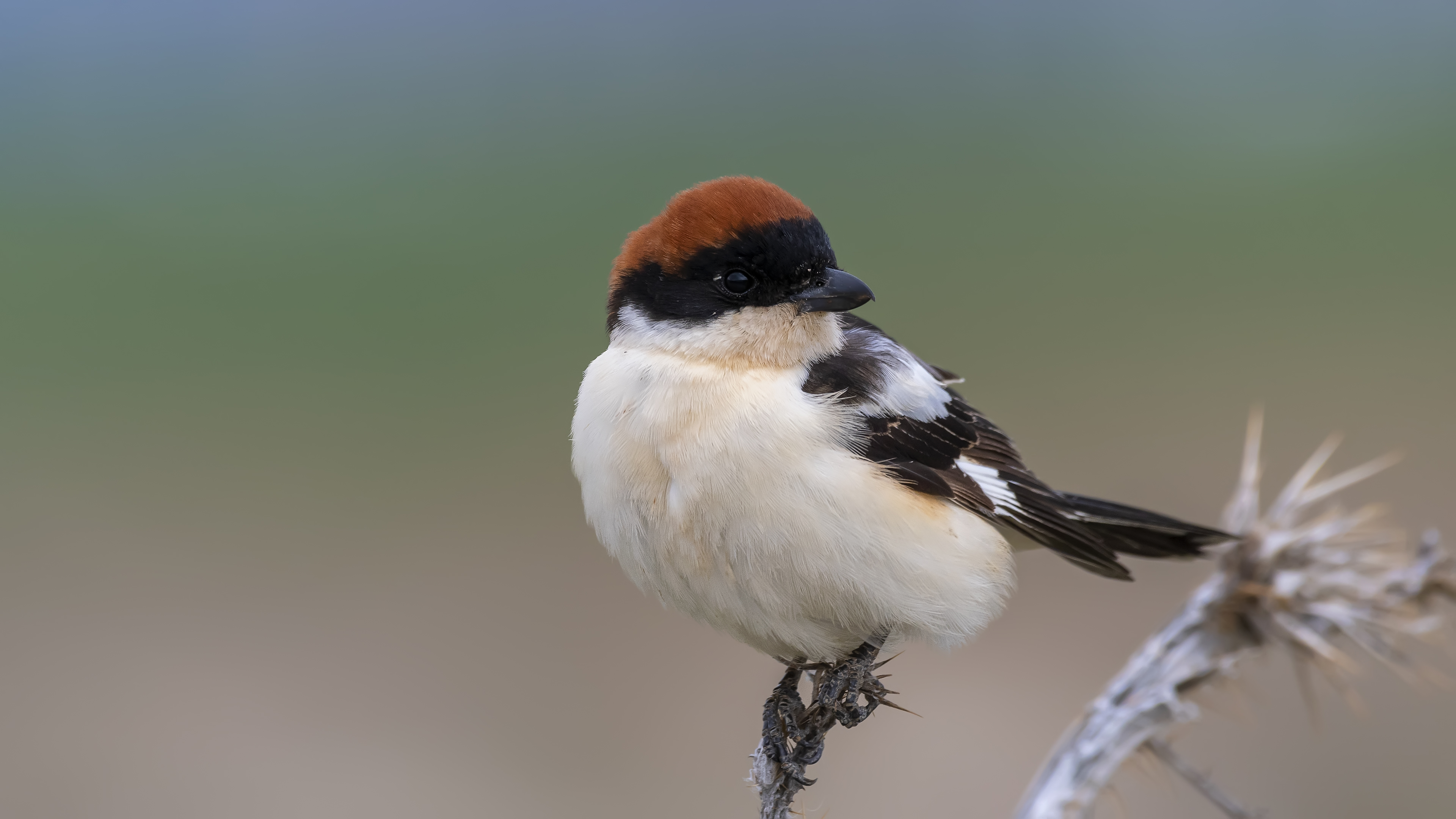 Kızılbaşlı örümcekkuşu » Woodchat Shrike » Lanius senator