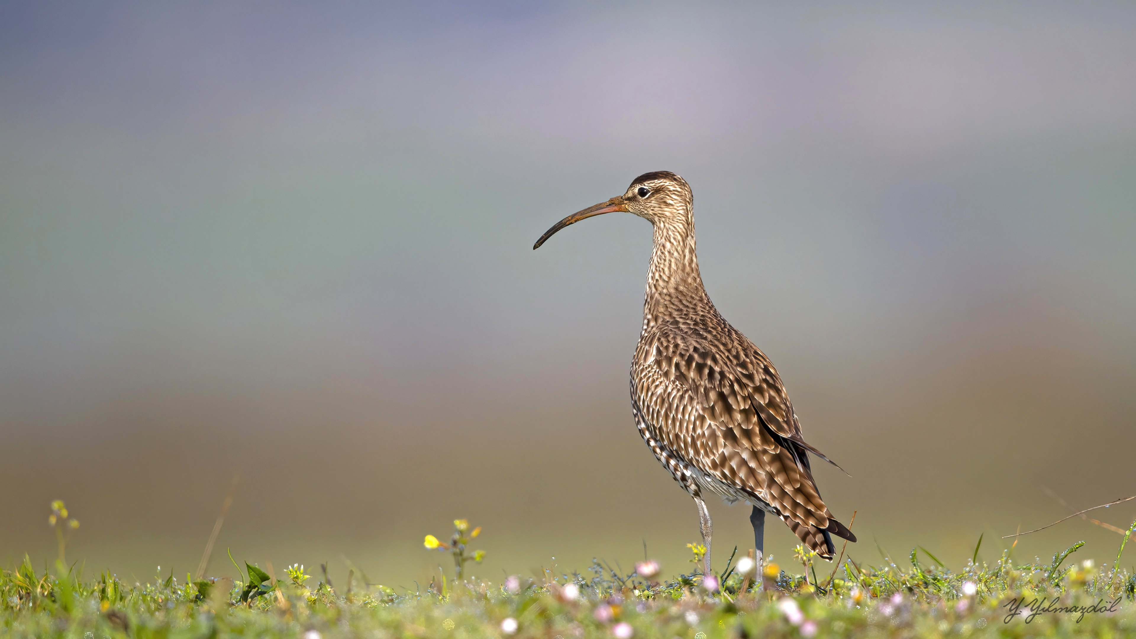 Eurasian Whimbrel