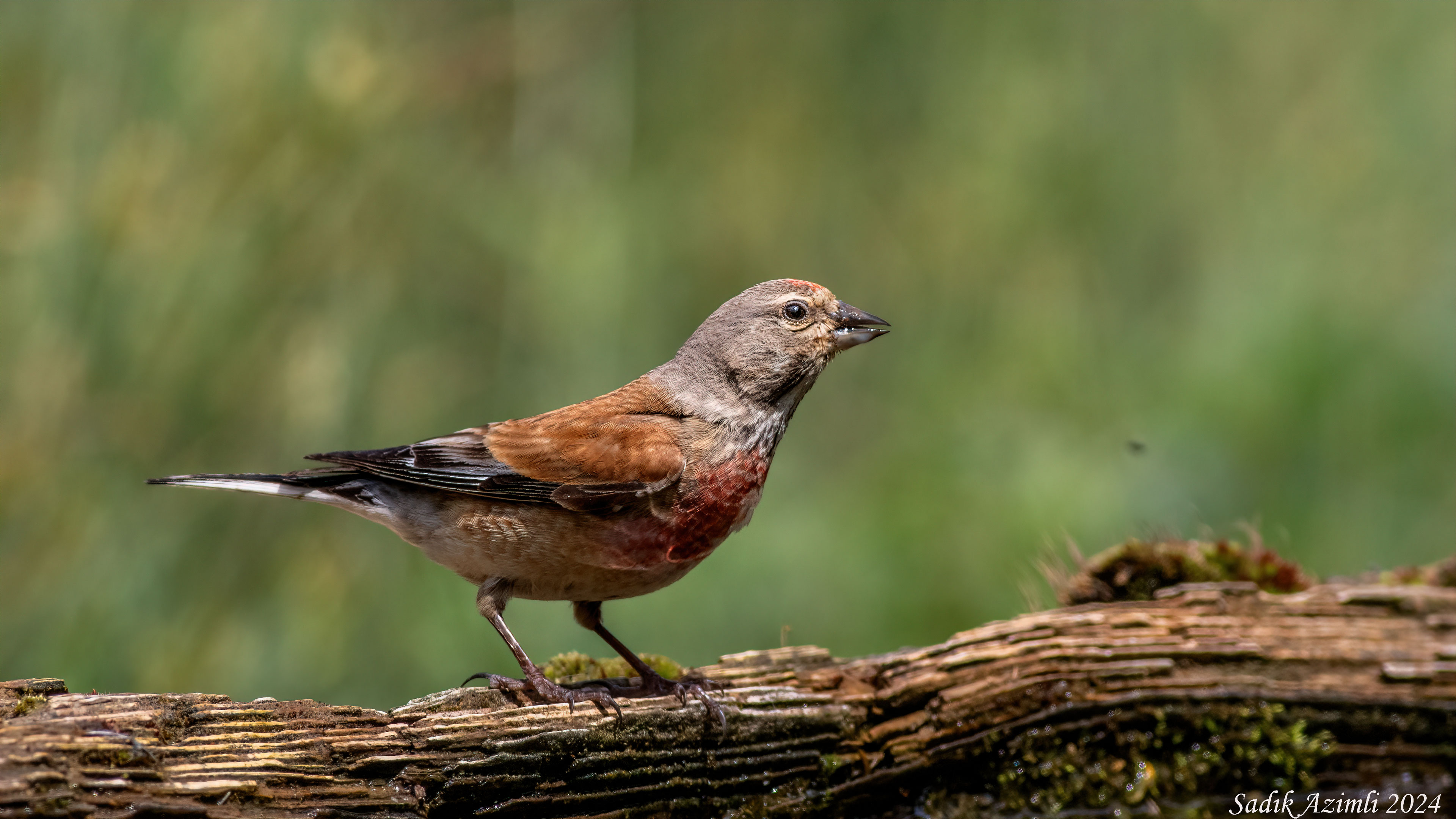 Common Linnet