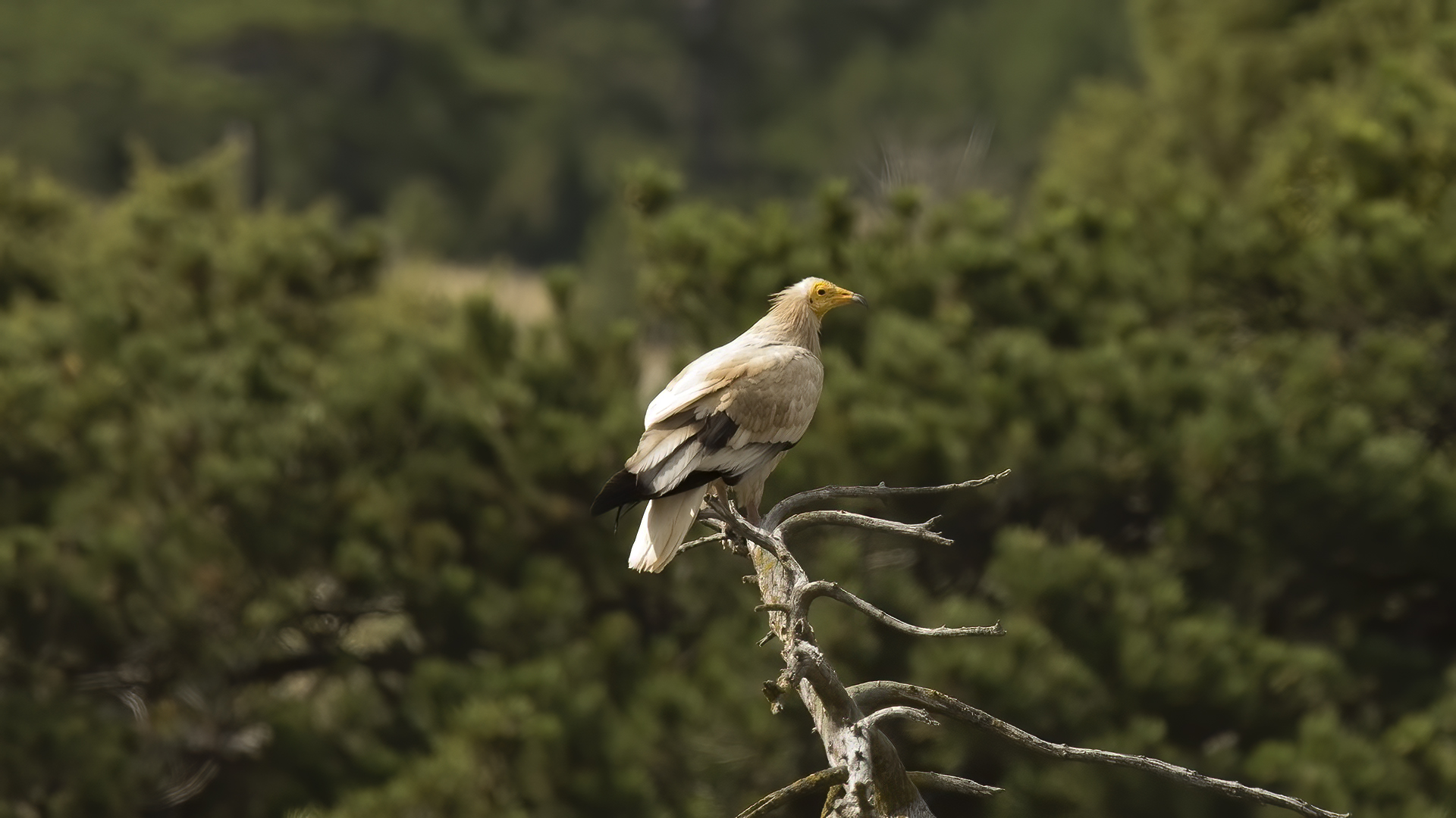 Küçük akbaba