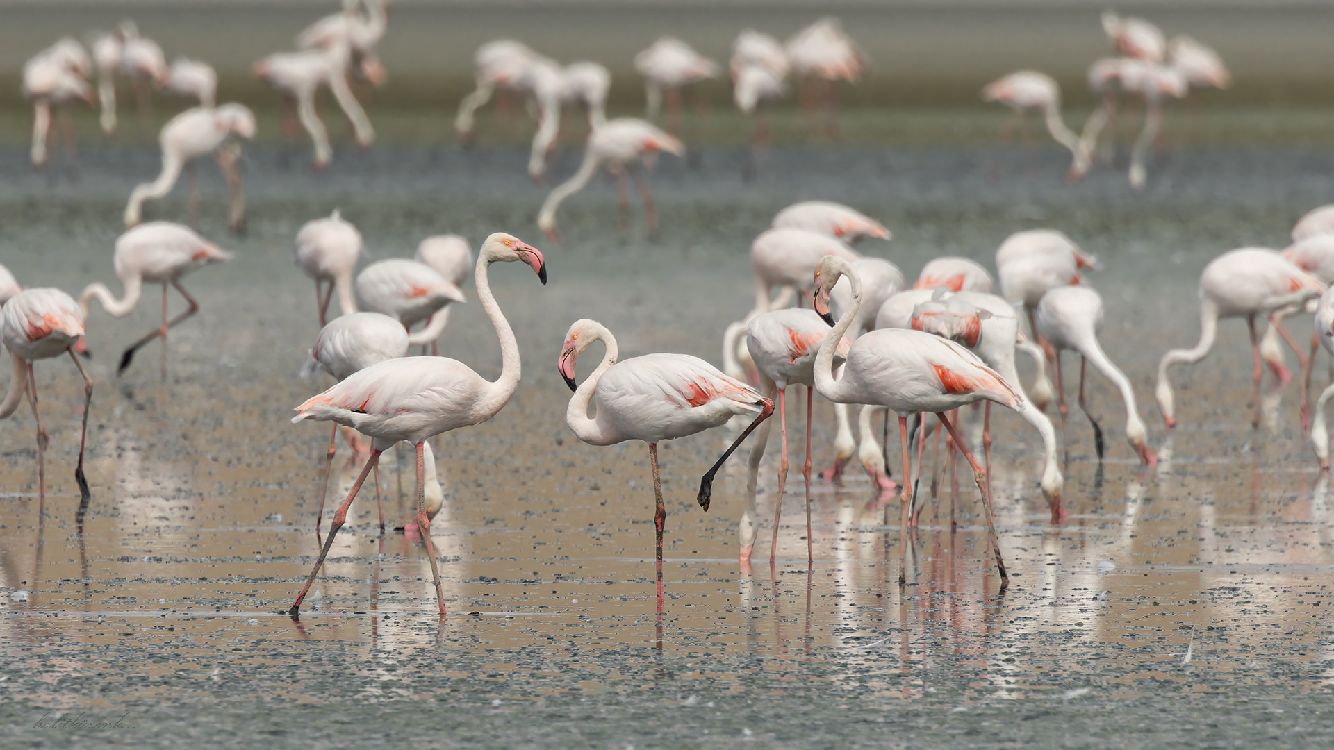 Flamingo