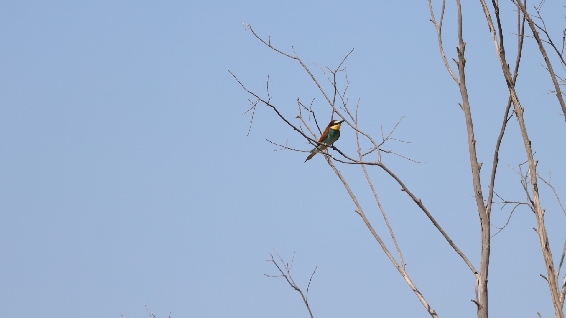 Arıkuşu » European Bee-eater » Merops apiaster