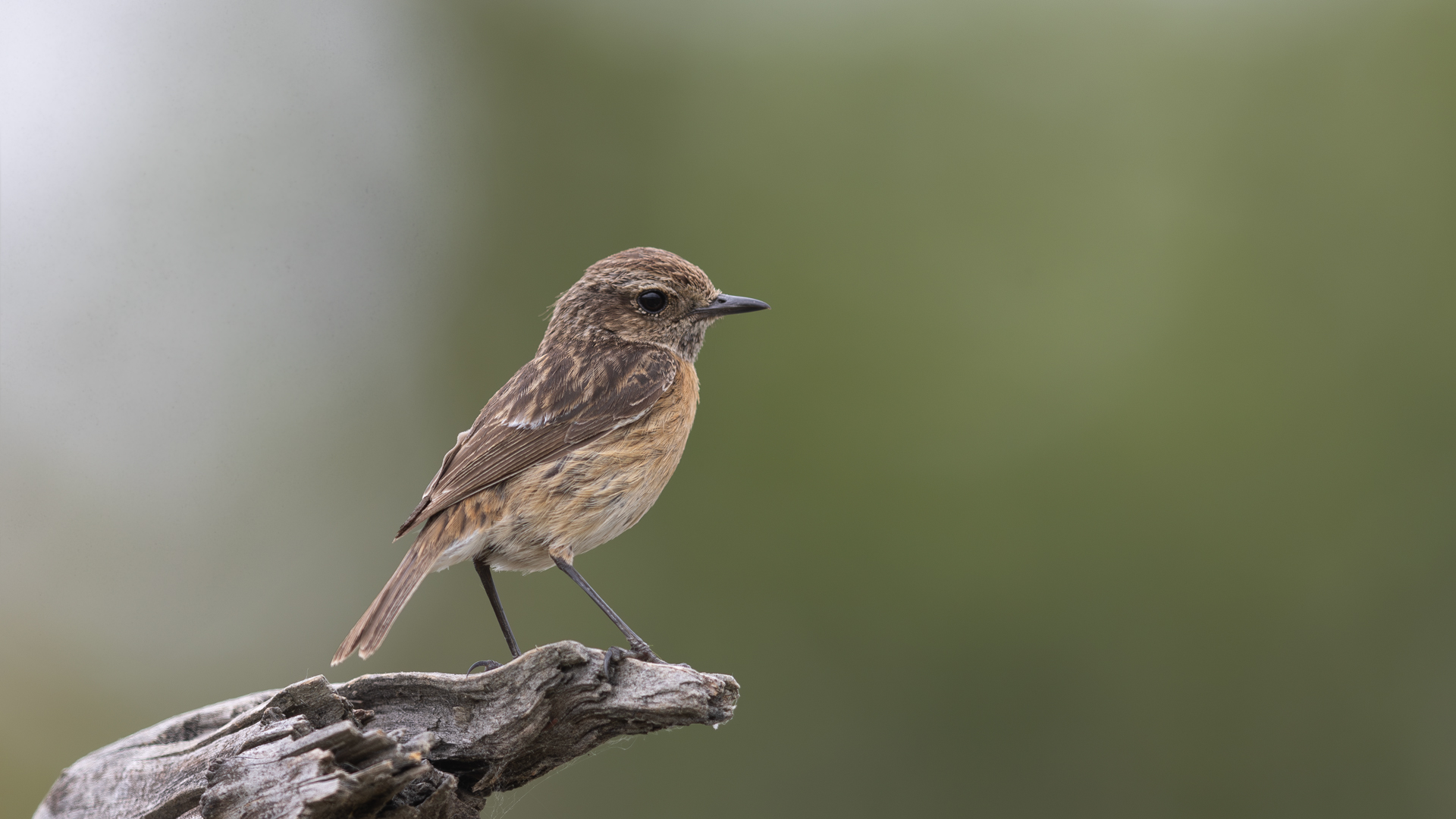 Taşkuşu » European Stonechat » Saxicola rubicola