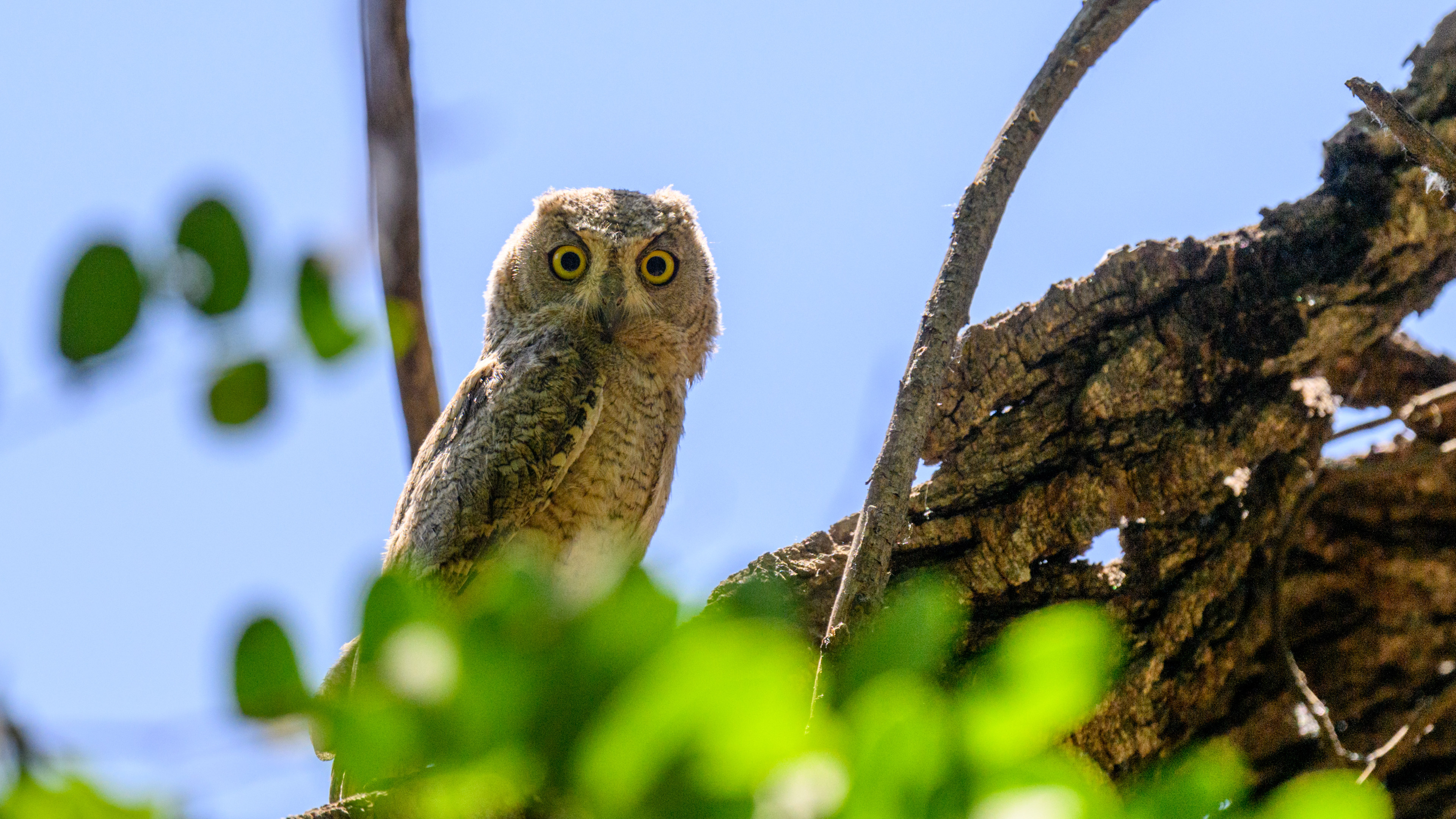 Çizgili ishakkuşu » Pallid Scops Owl » Otus brucei