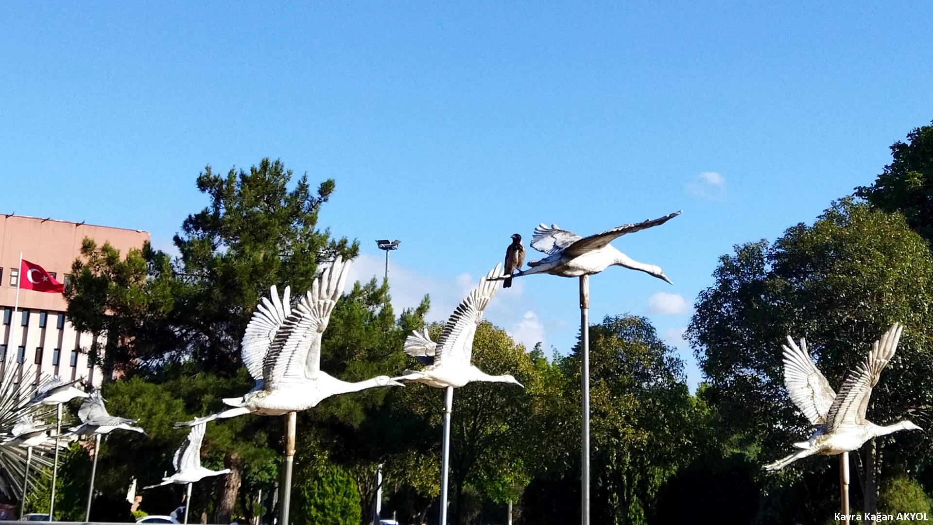 Leş kargası