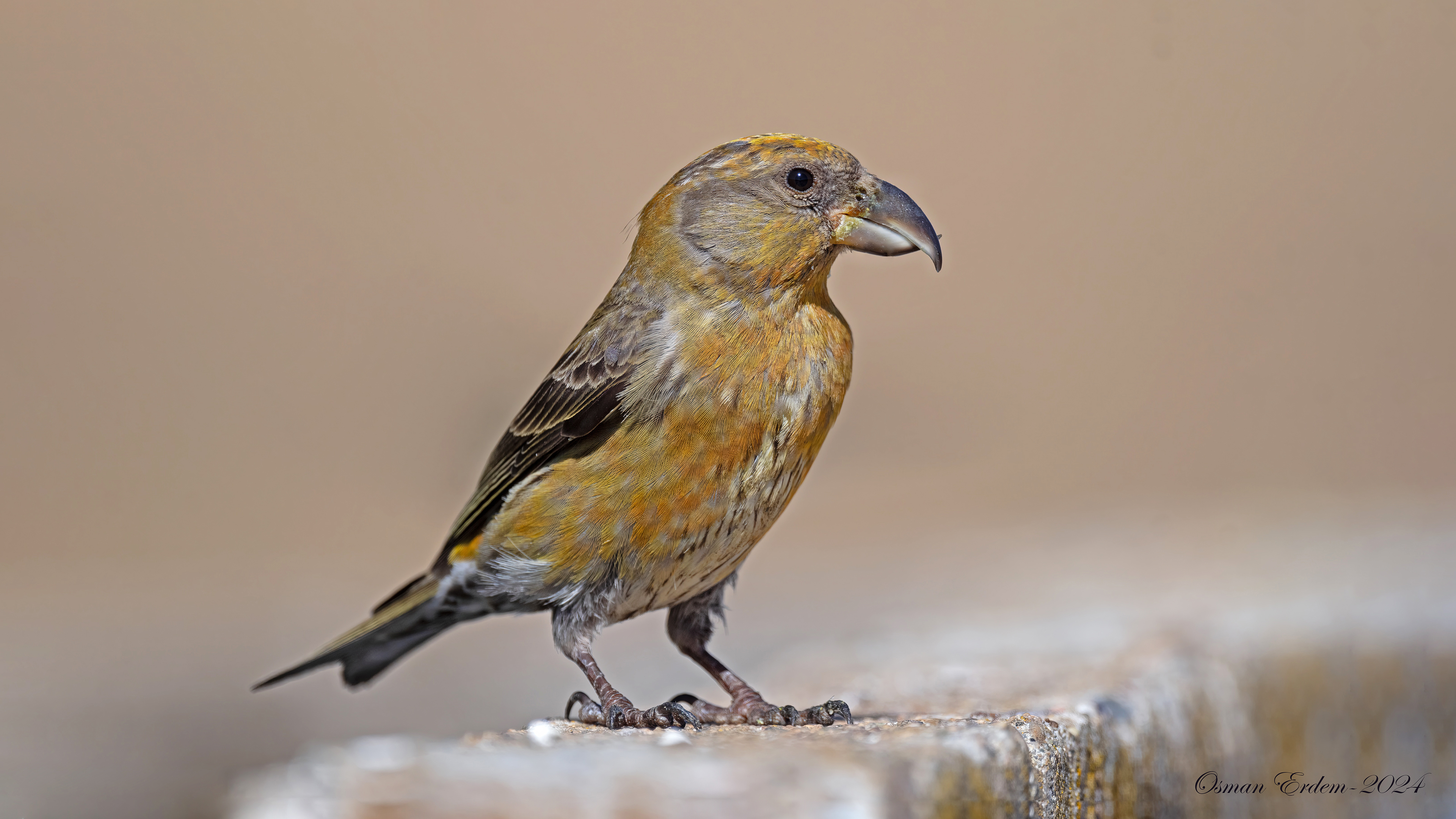 Çaprazgaga