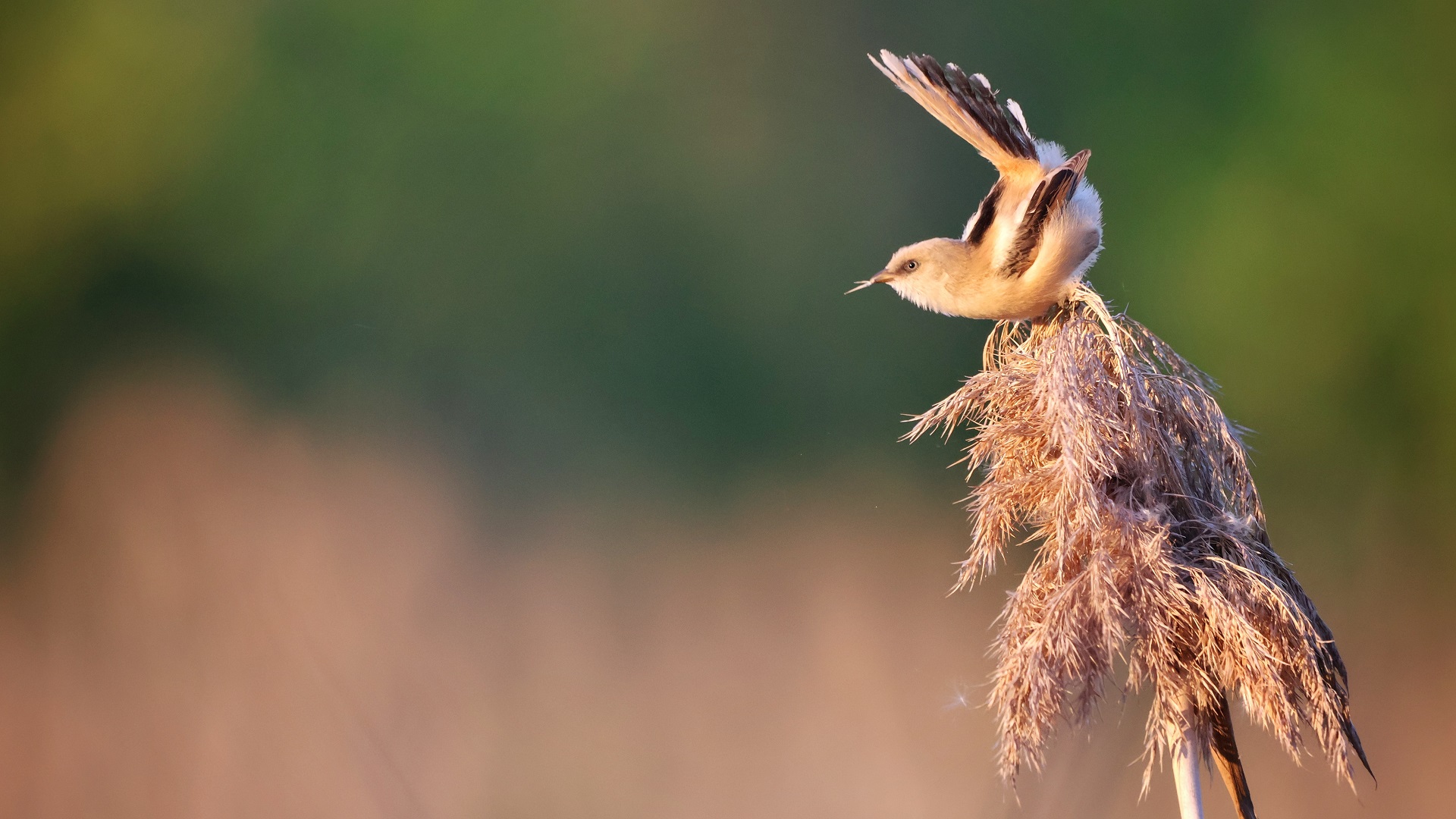 Bıyıklı baştankara » Bearded Reedling » Panurus biarmicus