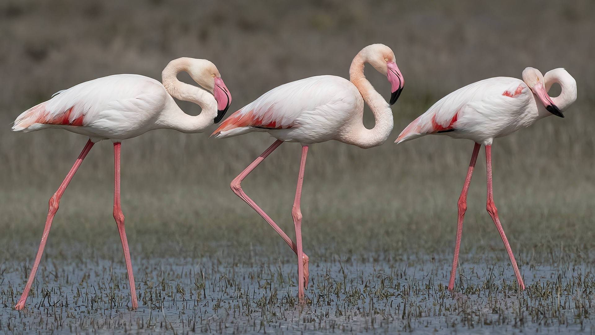 Flamingo