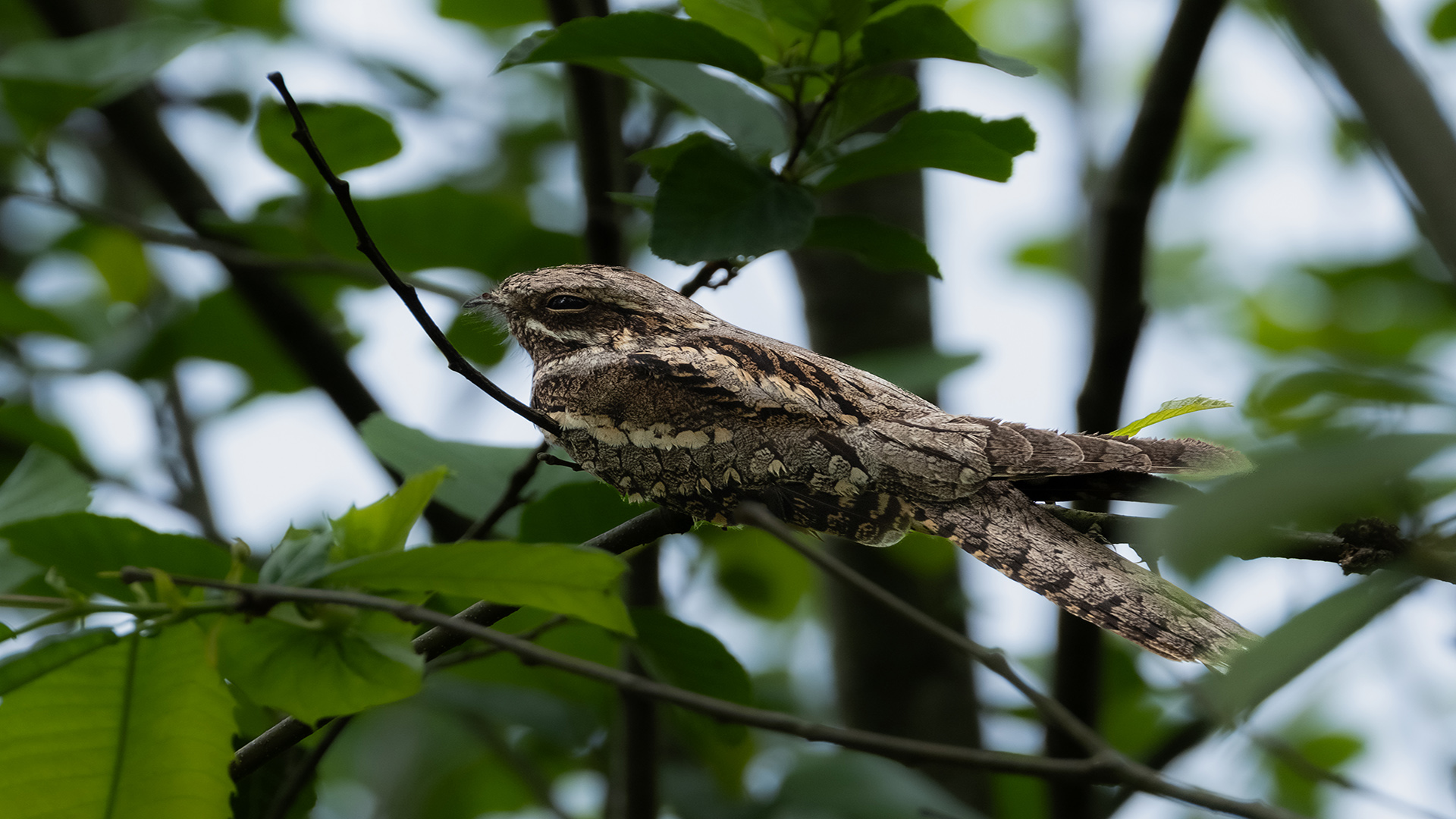Çobanaldatan » European Nightjar » Caprimulgus europaeus