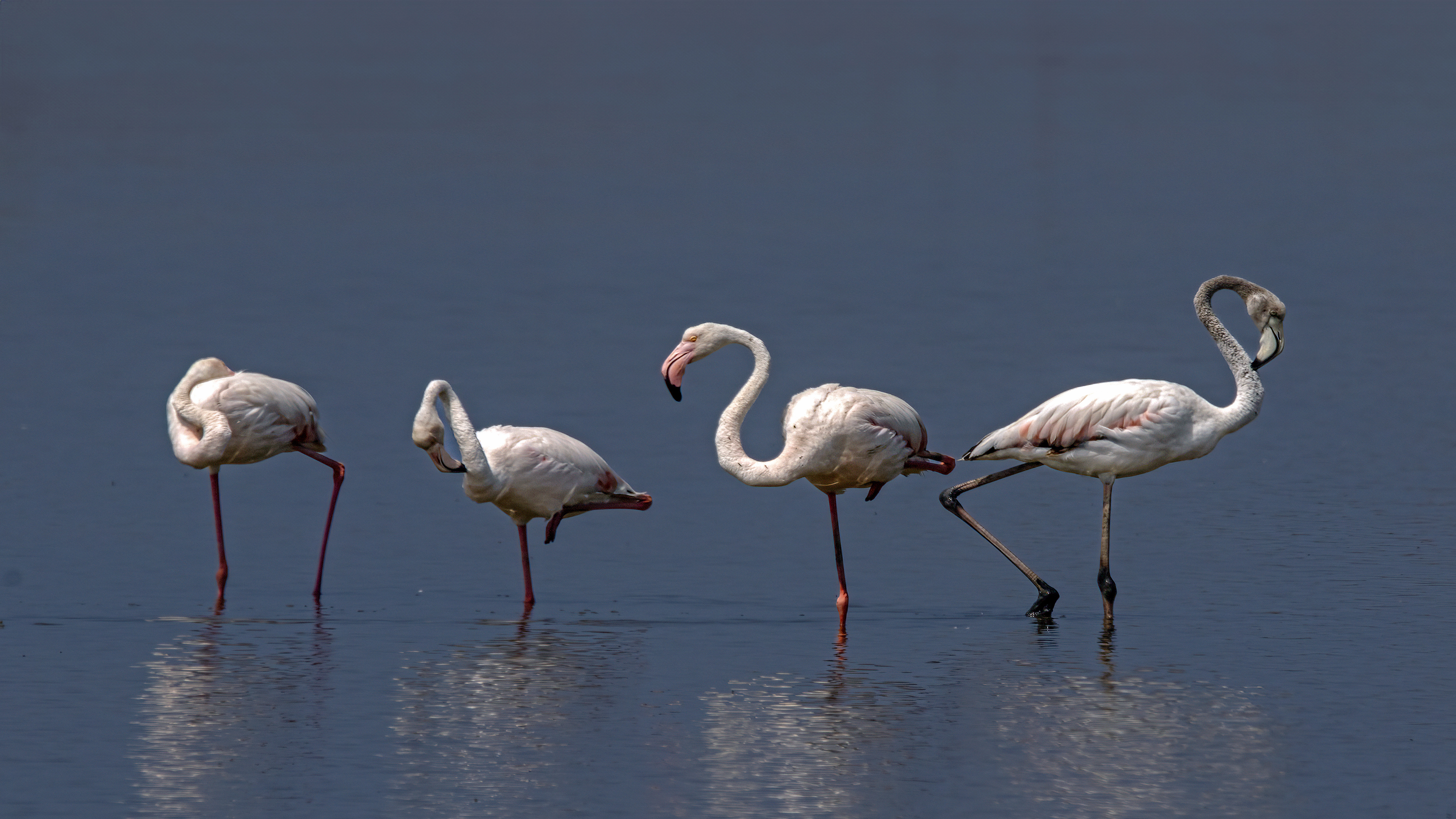 Flamingo