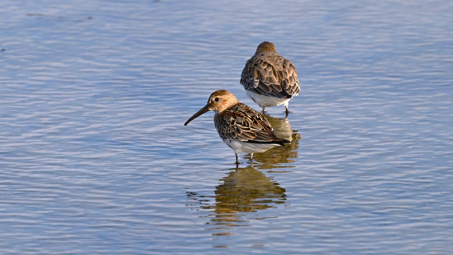 Karakarınlı kumkuşu