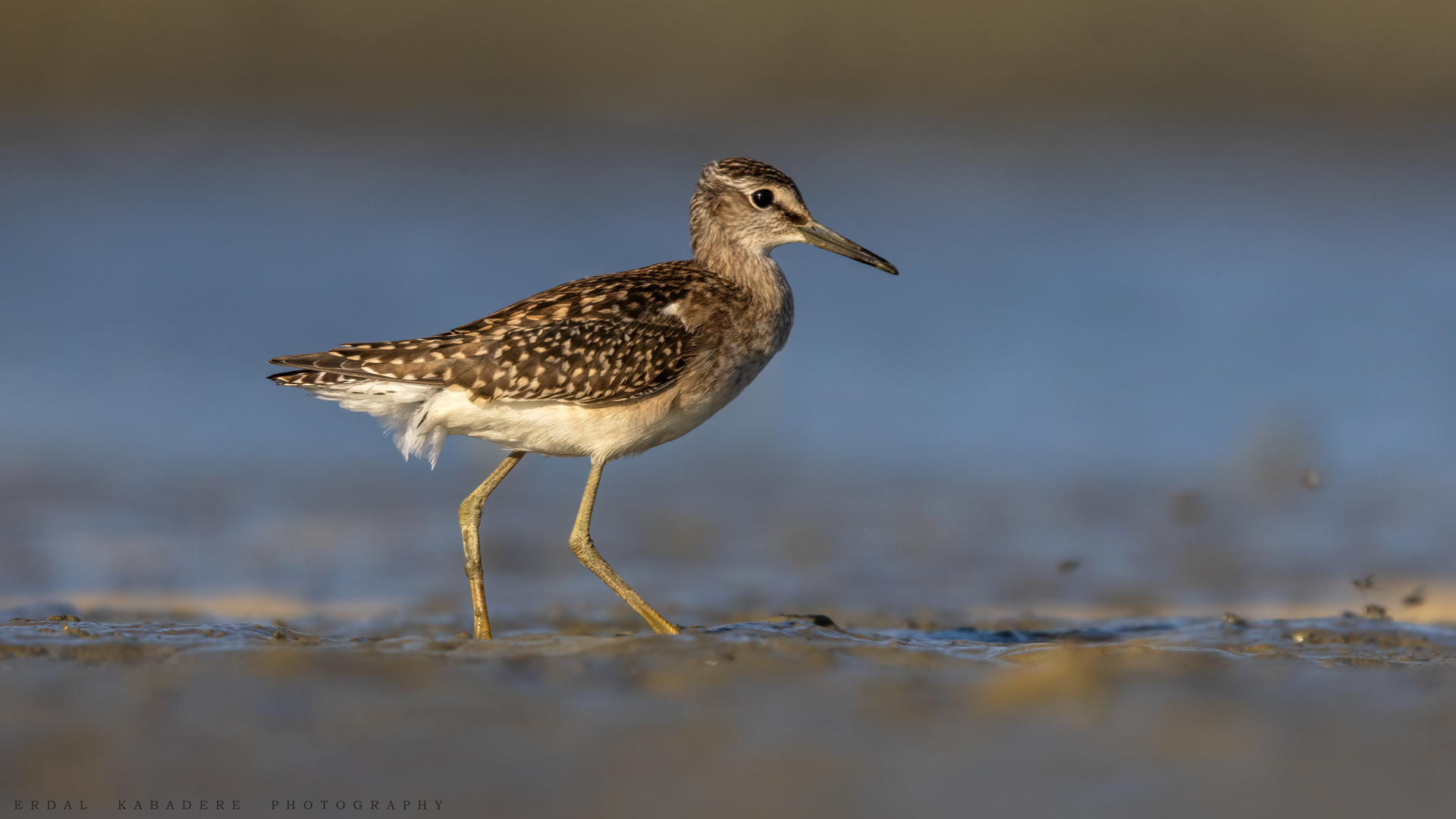 Orman düdükçünü