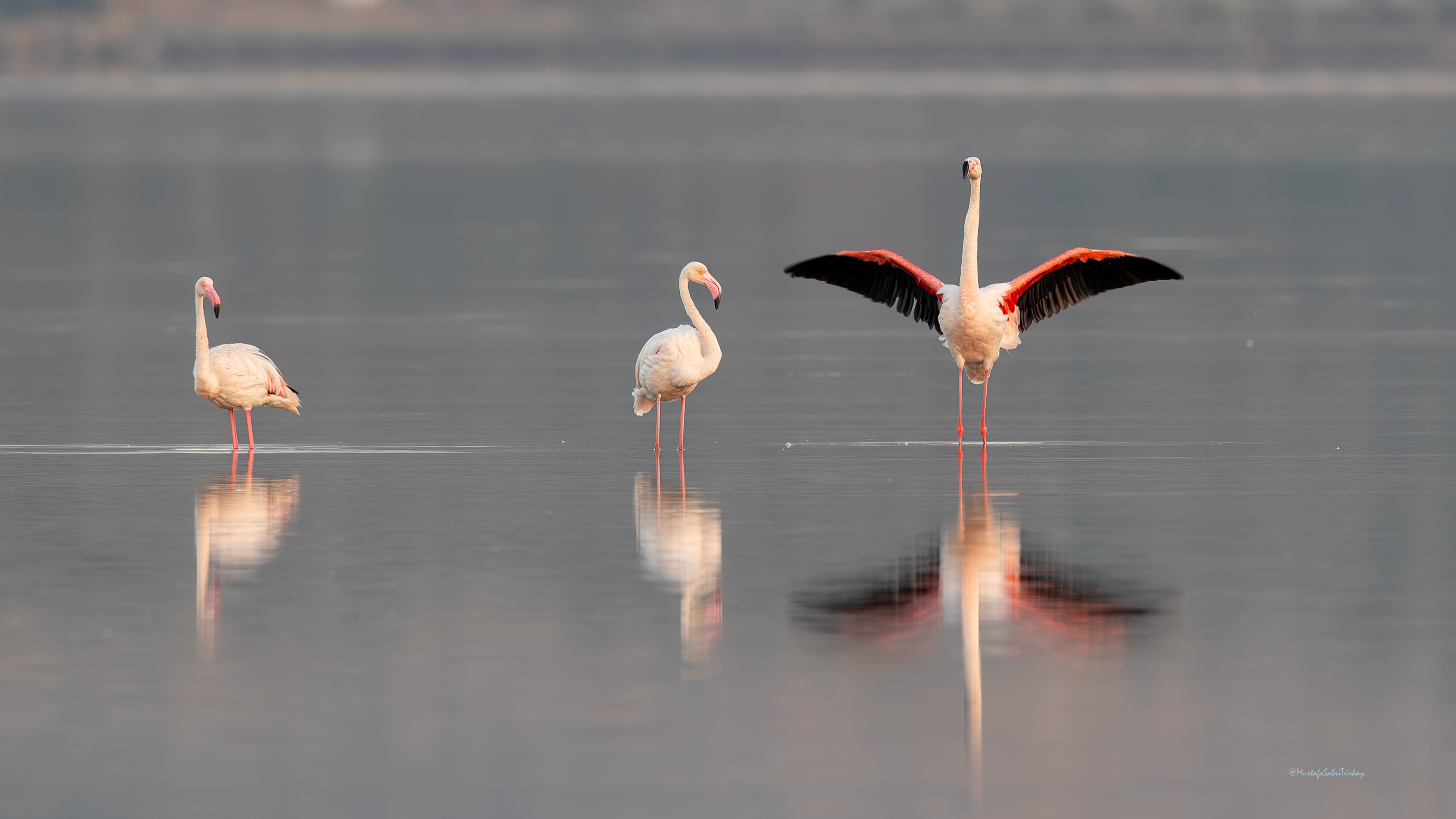 Flamingo