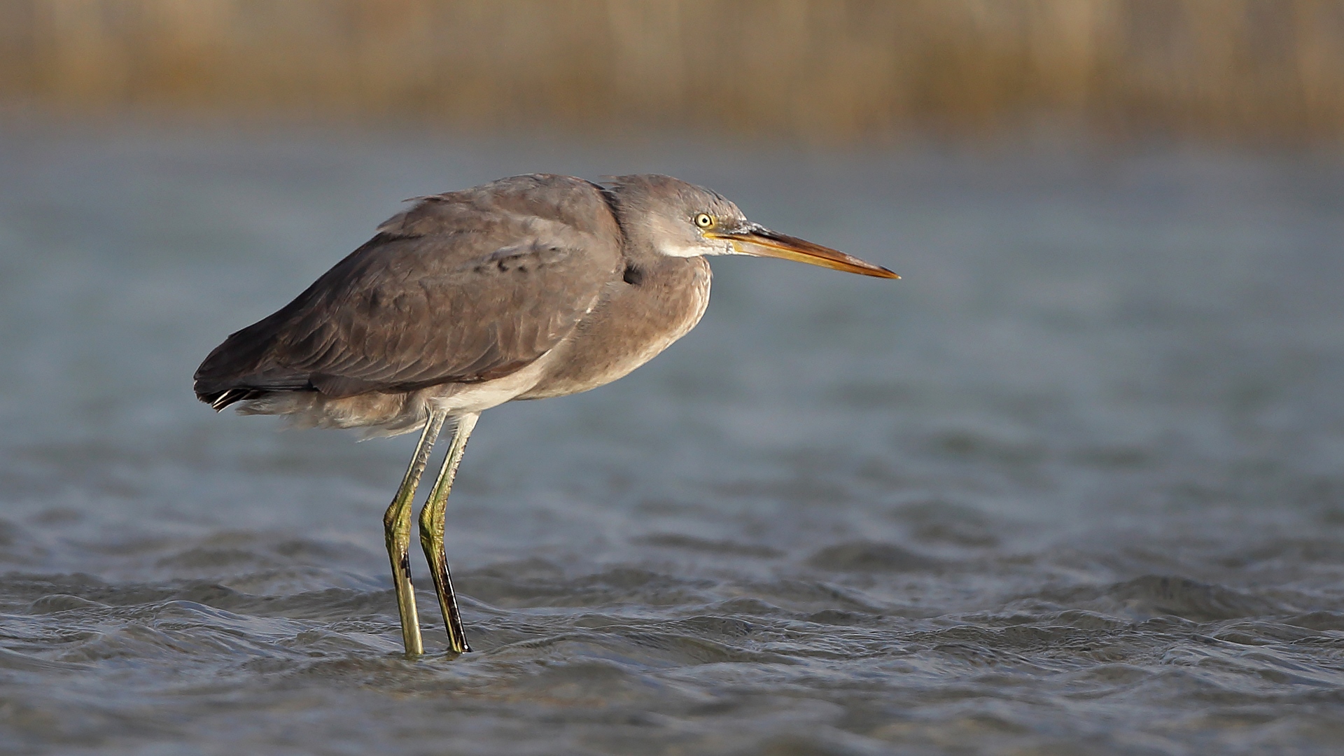 Kıyı balıkçılı » Western Reef Heron » Egretta gularis