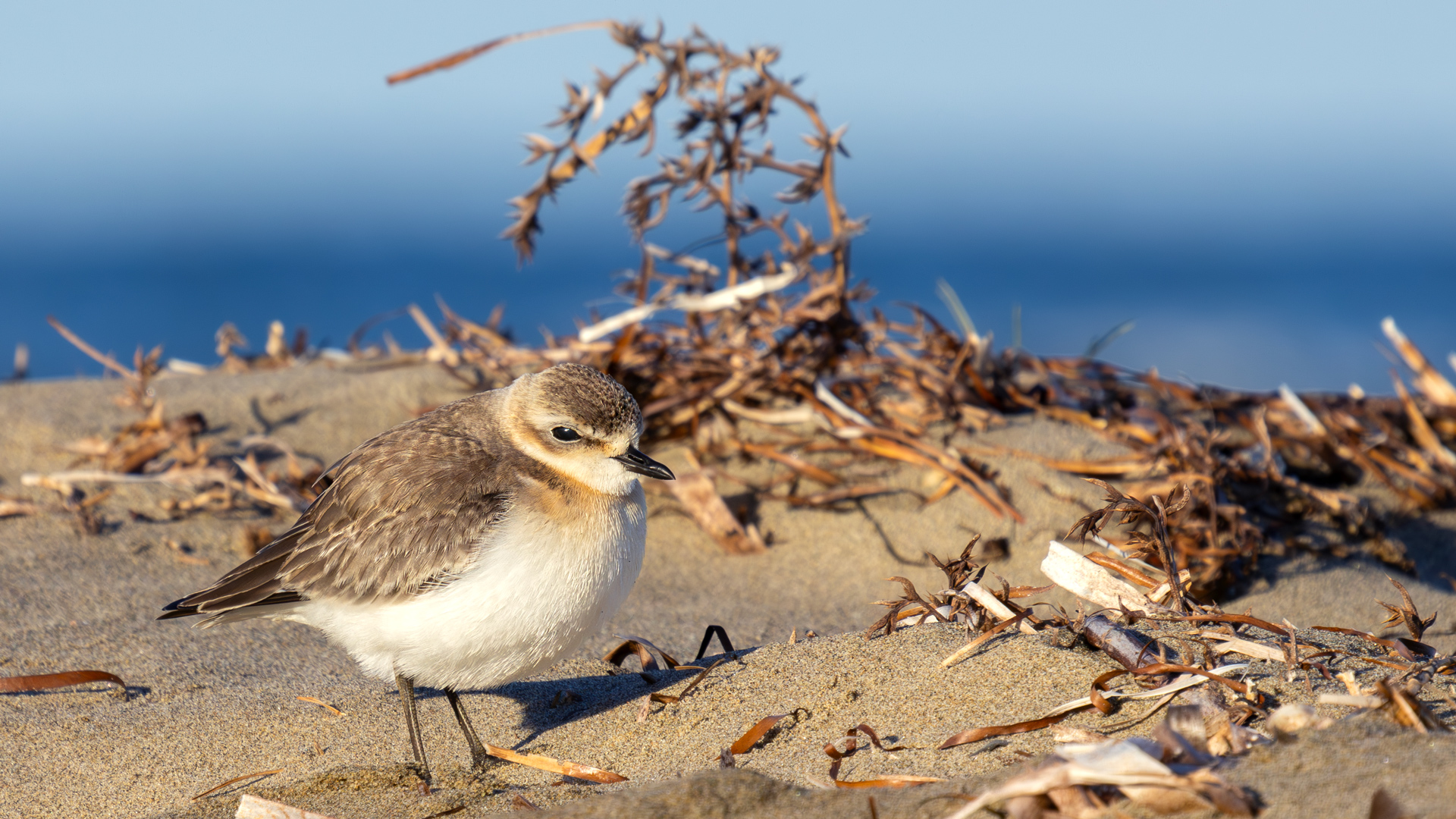 Tibet cılıbıtı » Tibetan Sand Plover » Anarhynchus atrifrons