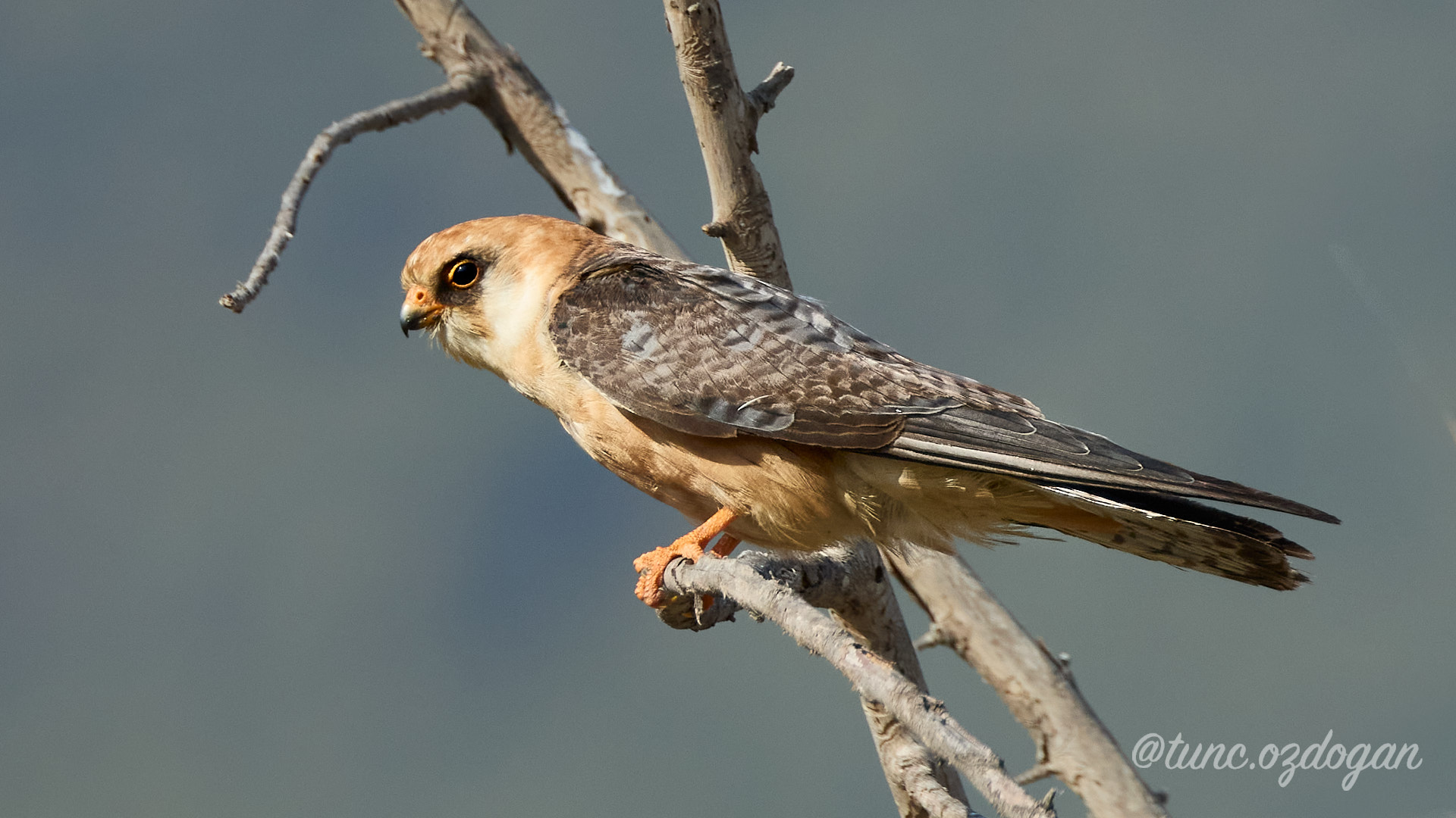 Ala doğan » Red-footed Falcon » Falco vespertinus