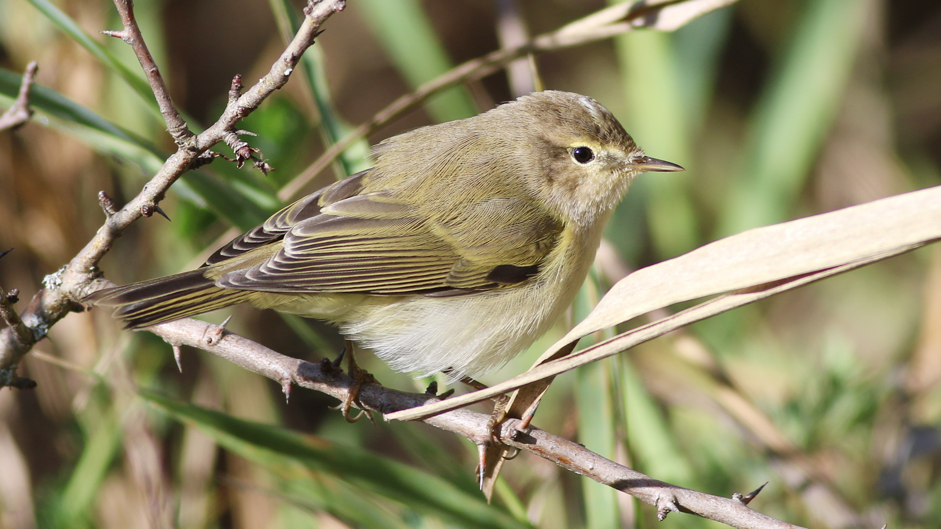 Çıvgın » Common Chiffchaff » Phylloscopus collybita