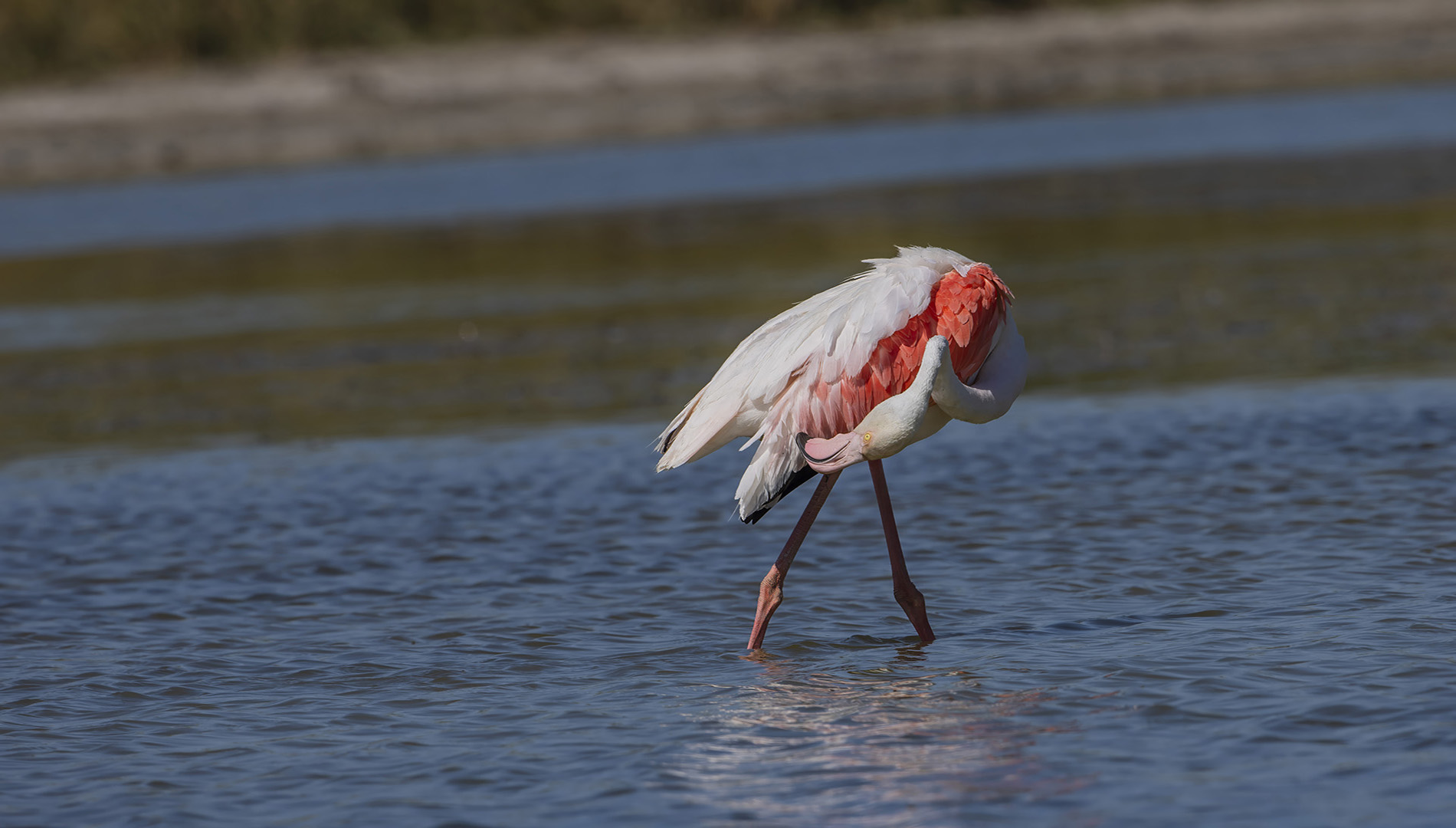 Flamingo