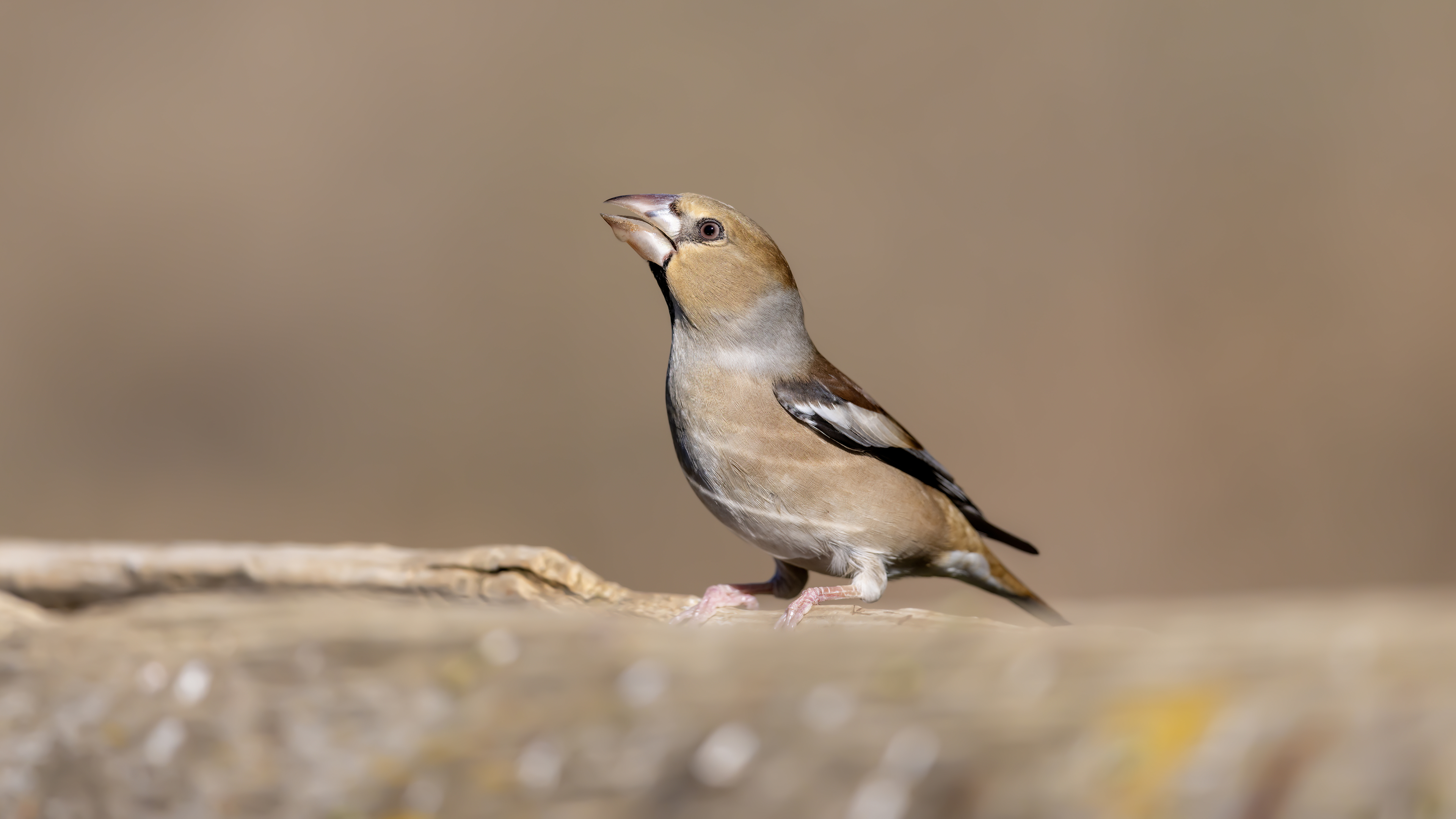 Kocabaş