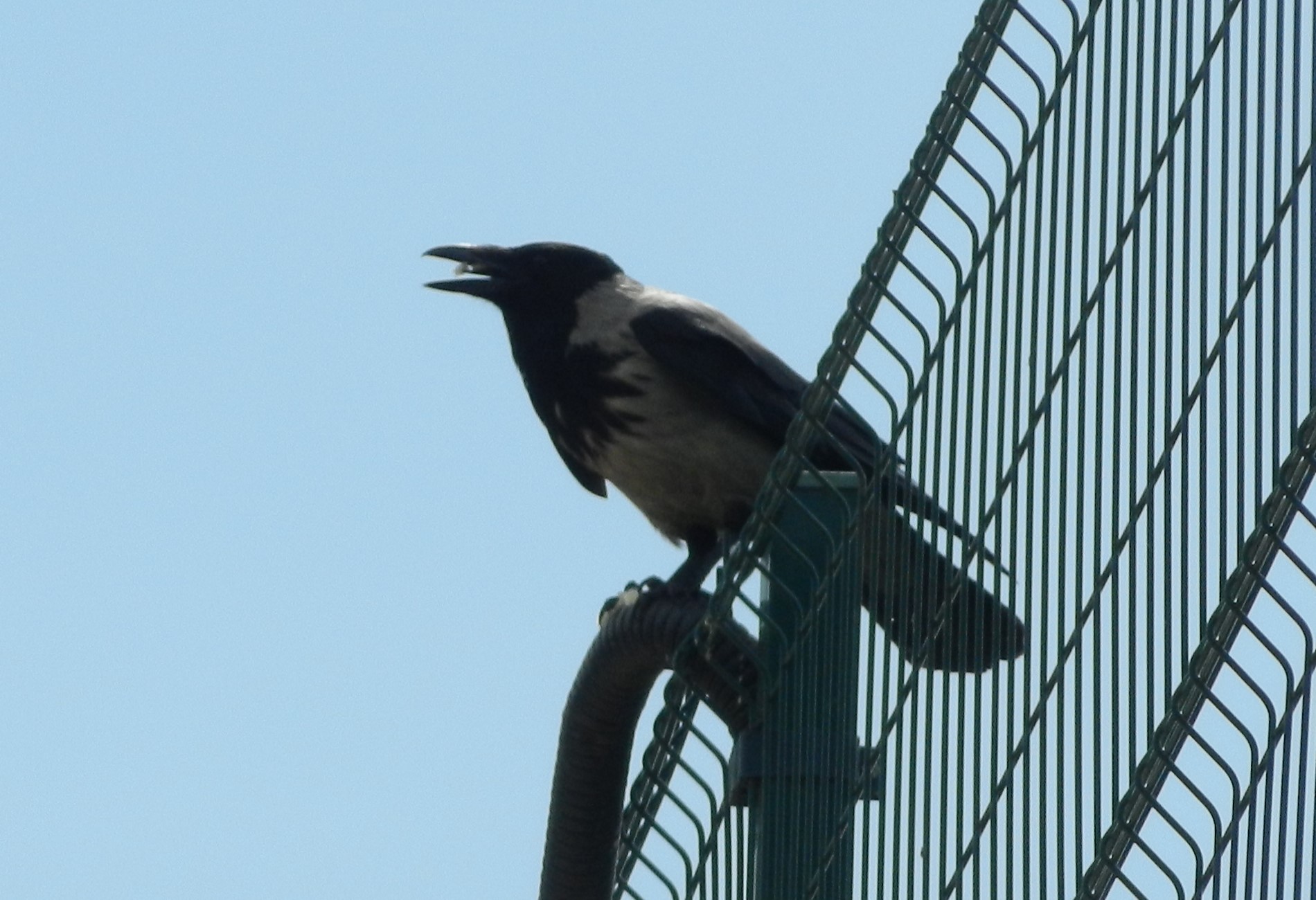 Leş kargası