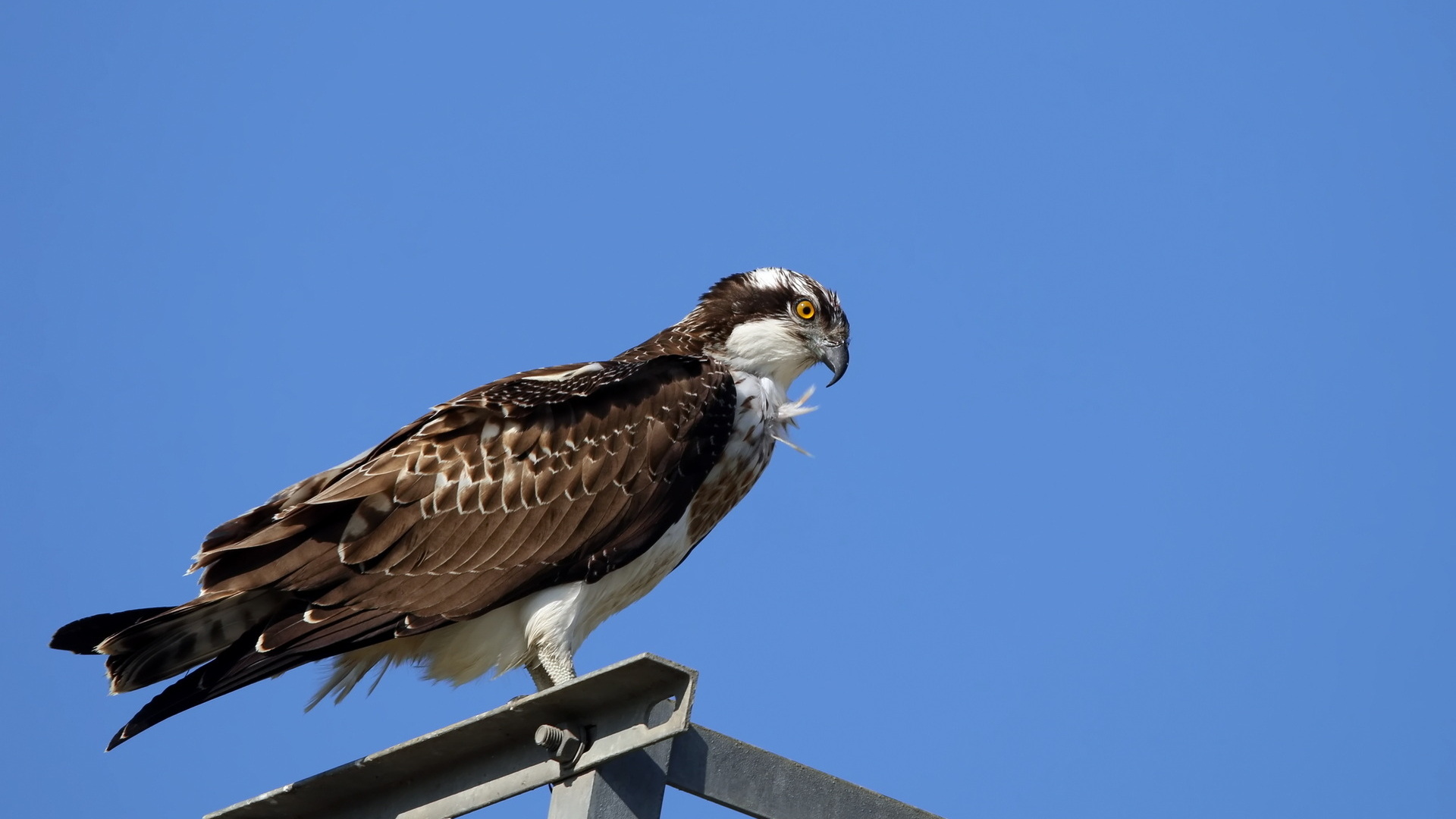 Balık kartalı » Osprey » Pandion haliaetus