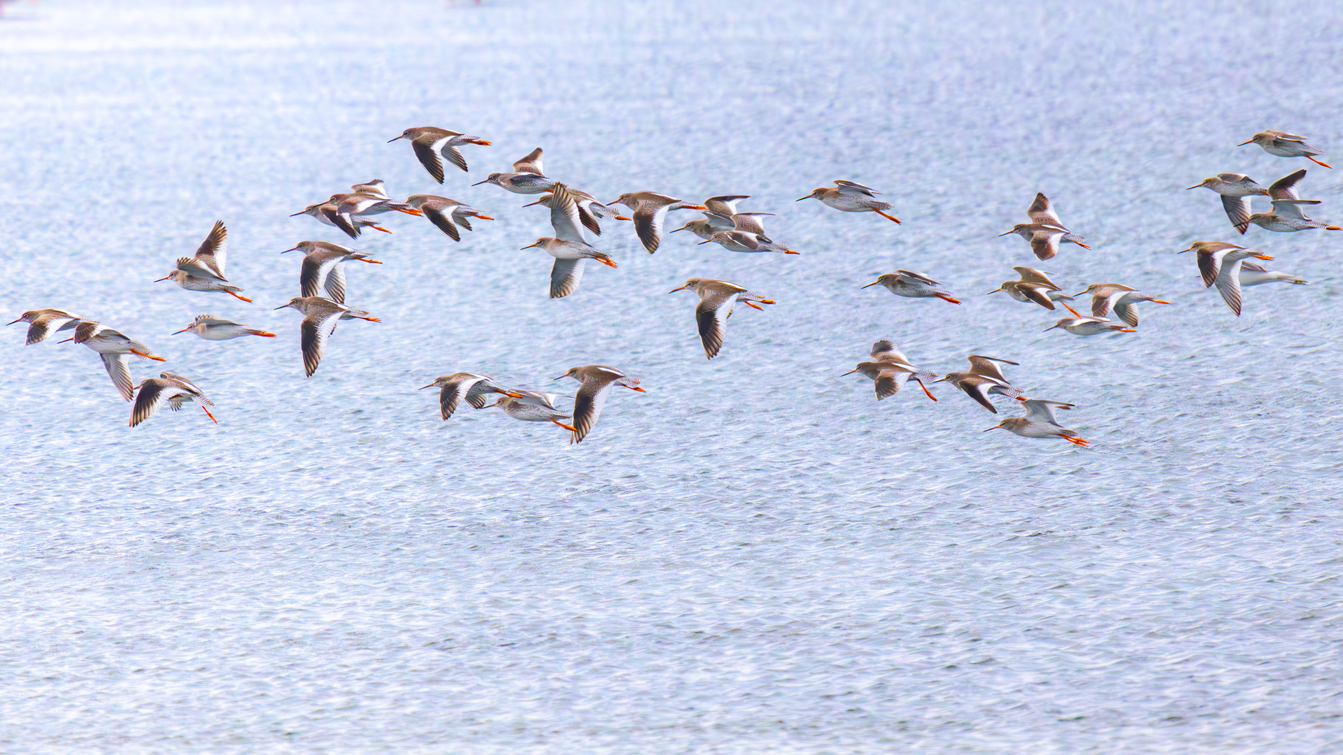 Kızılbacak » Common Redshank » Tringa totanus