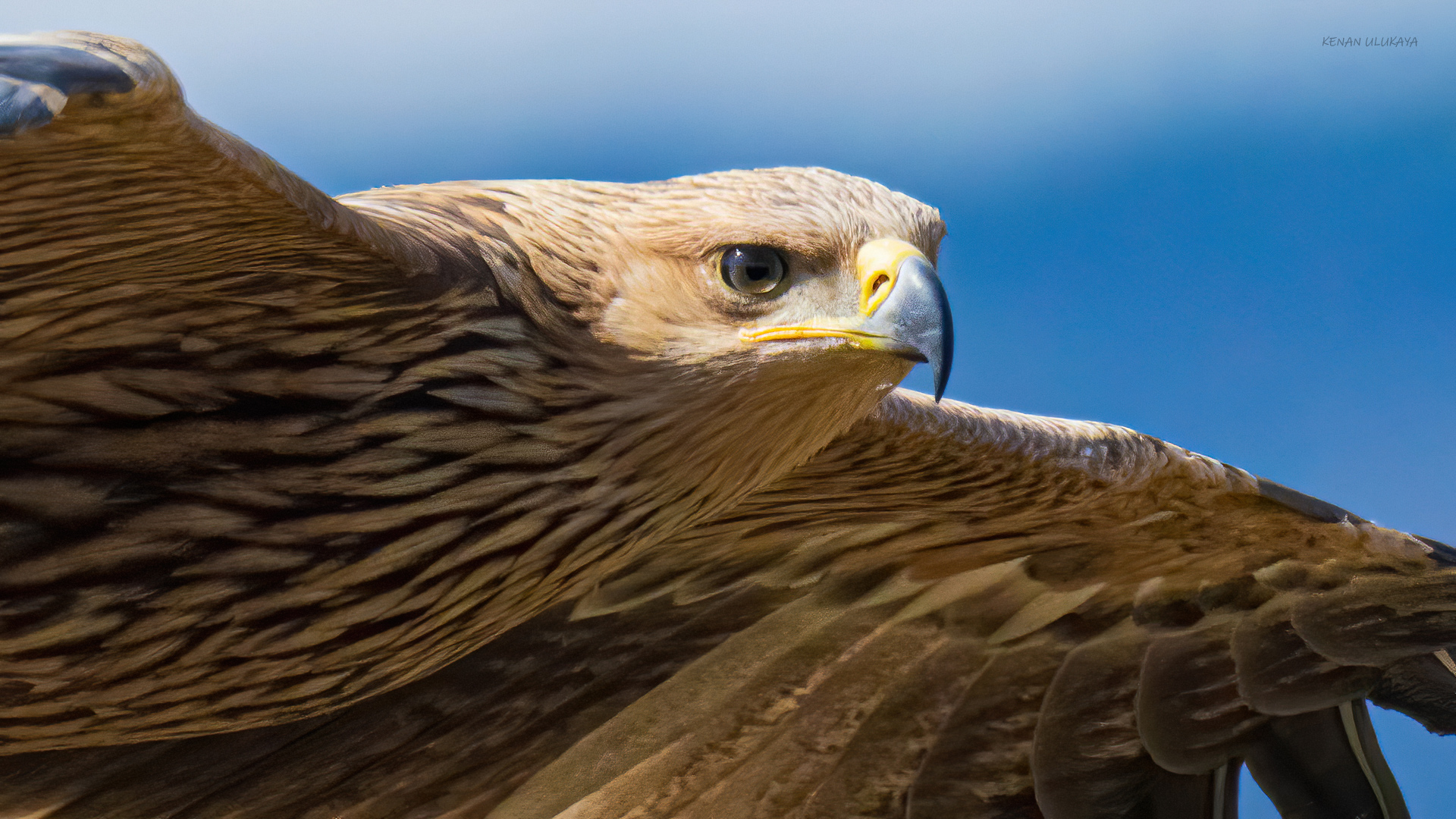 Şah kartal » Eastern Imperial Eagle » Aquila heliaca