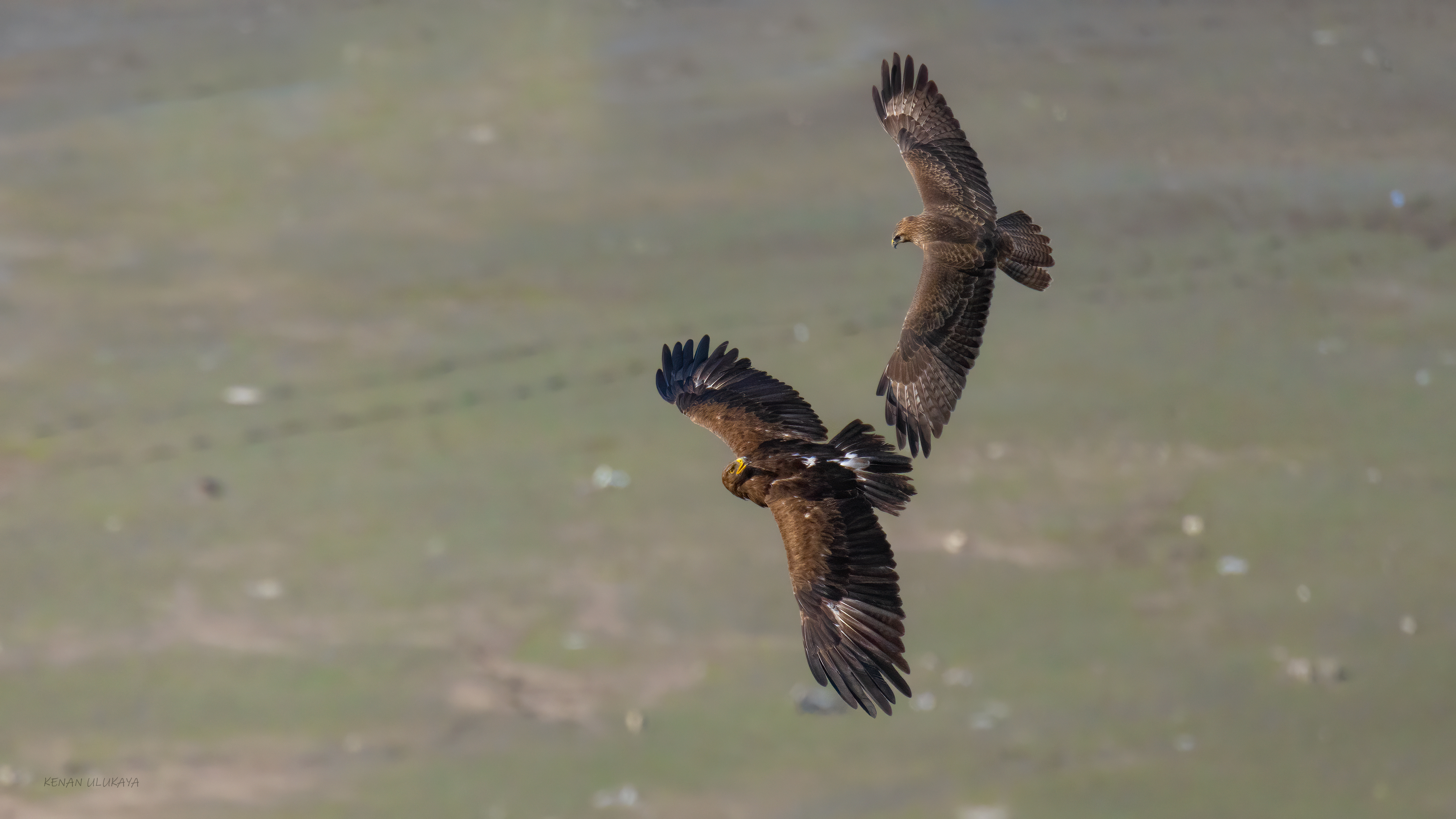 Küçük orman kartalı » Lesser Spotted Eagle » Clanga pomarina