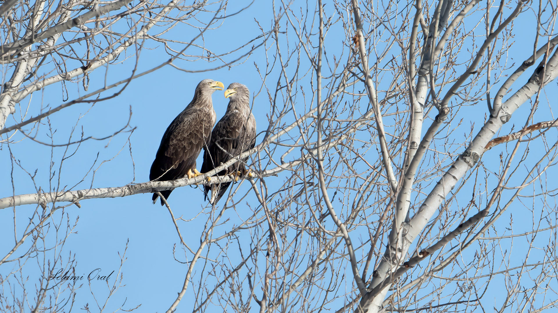 Akkuyruklu kartal » White-tailed Eagle » Haliaeetus albicilla